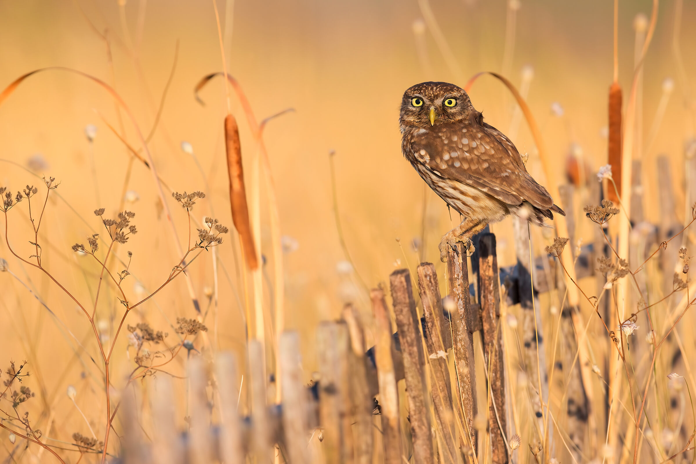 Owl