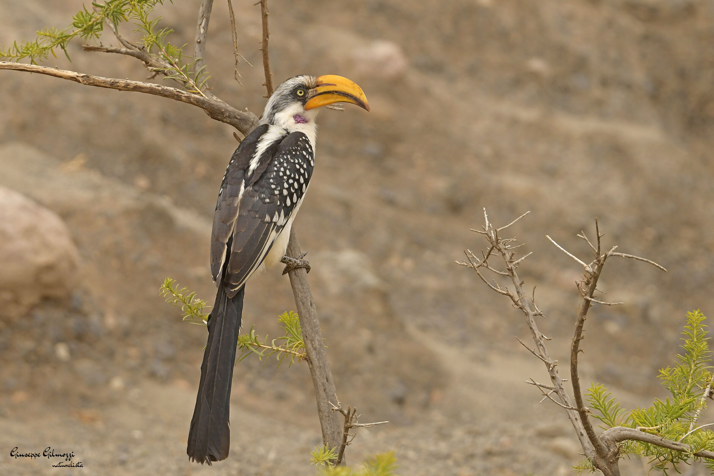 Buceretto oriental yellow-billed
