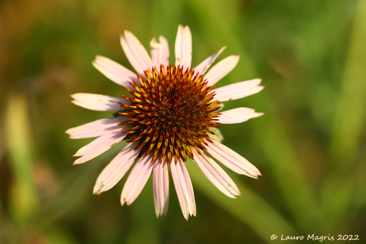 Echinacea