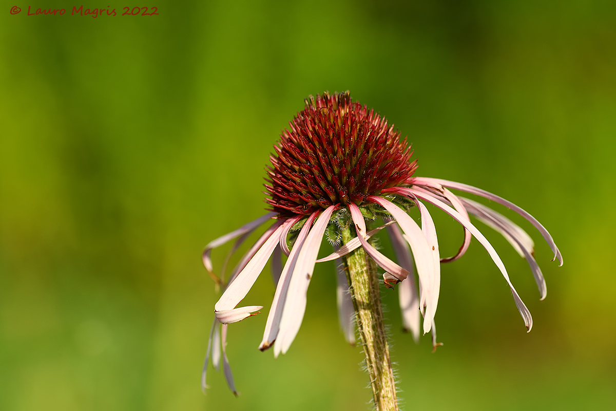Echinacea angustifolia