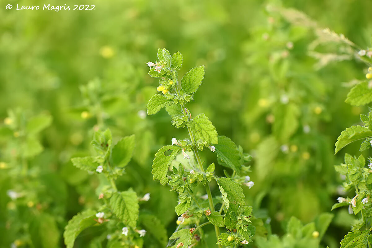 Melissa officinalis