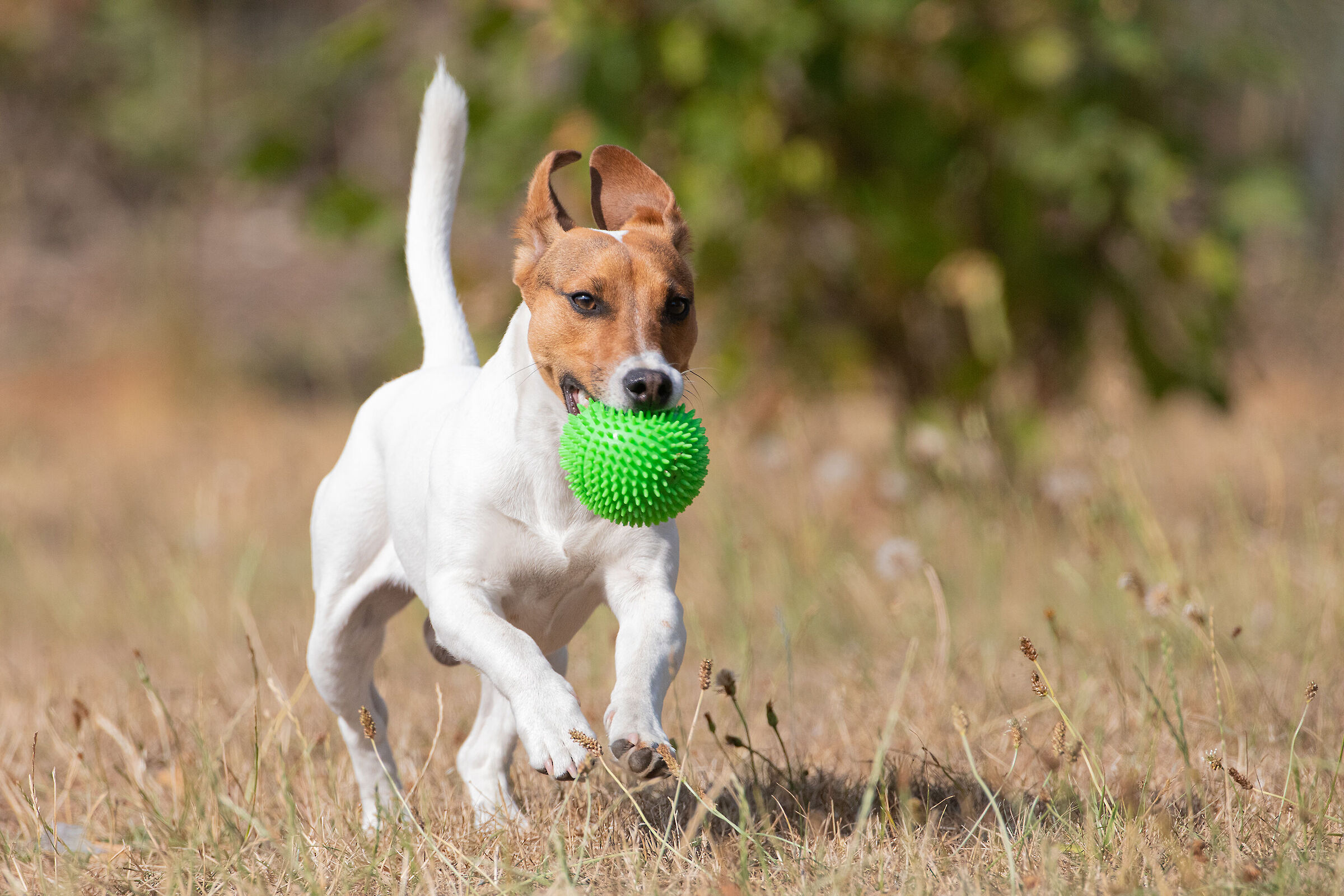 Dog with a ball