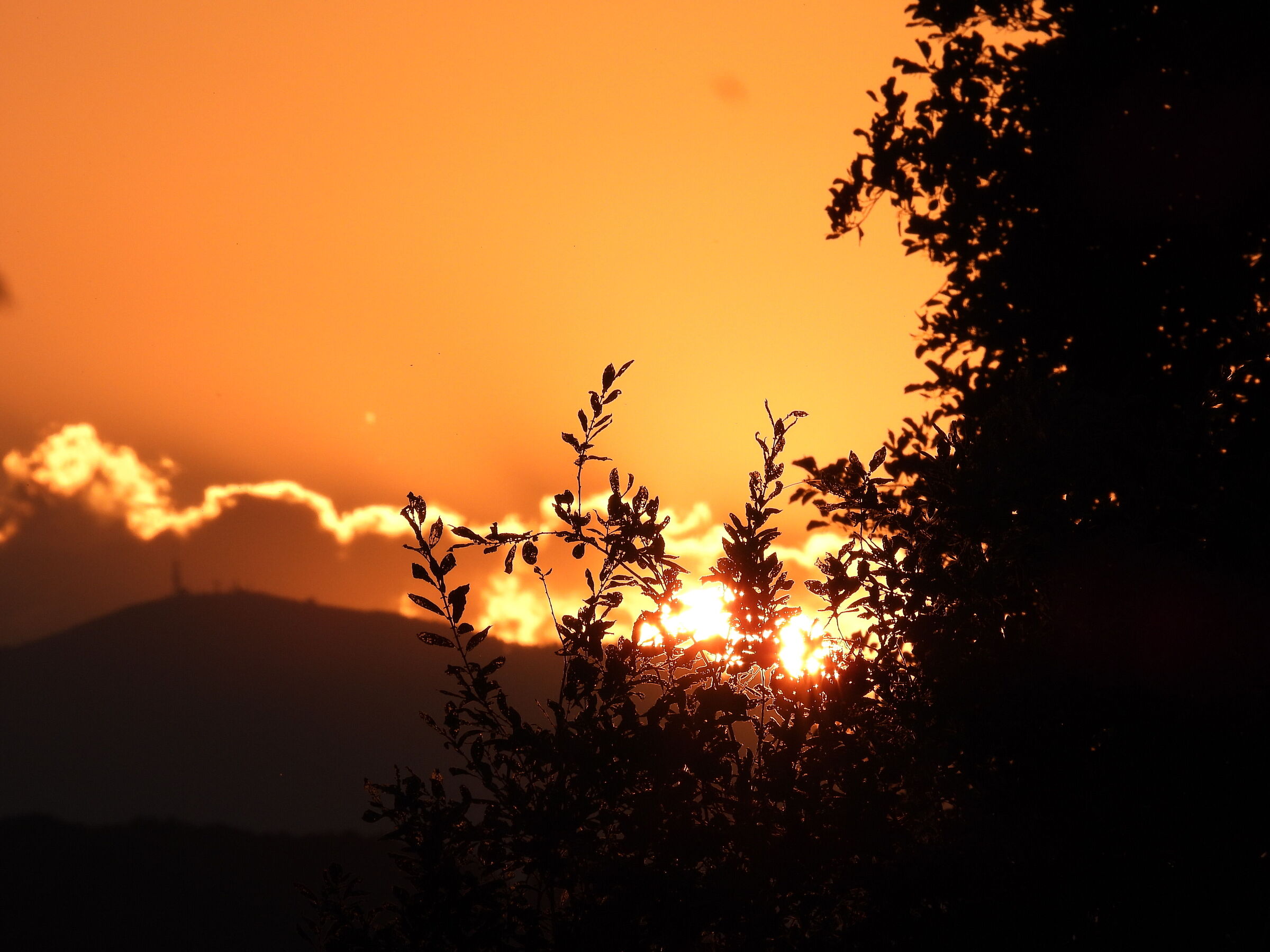 Tramonto tra foglie mangiate
