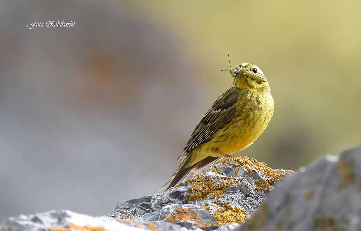 Zigolo Giallo...l'imbeccata...