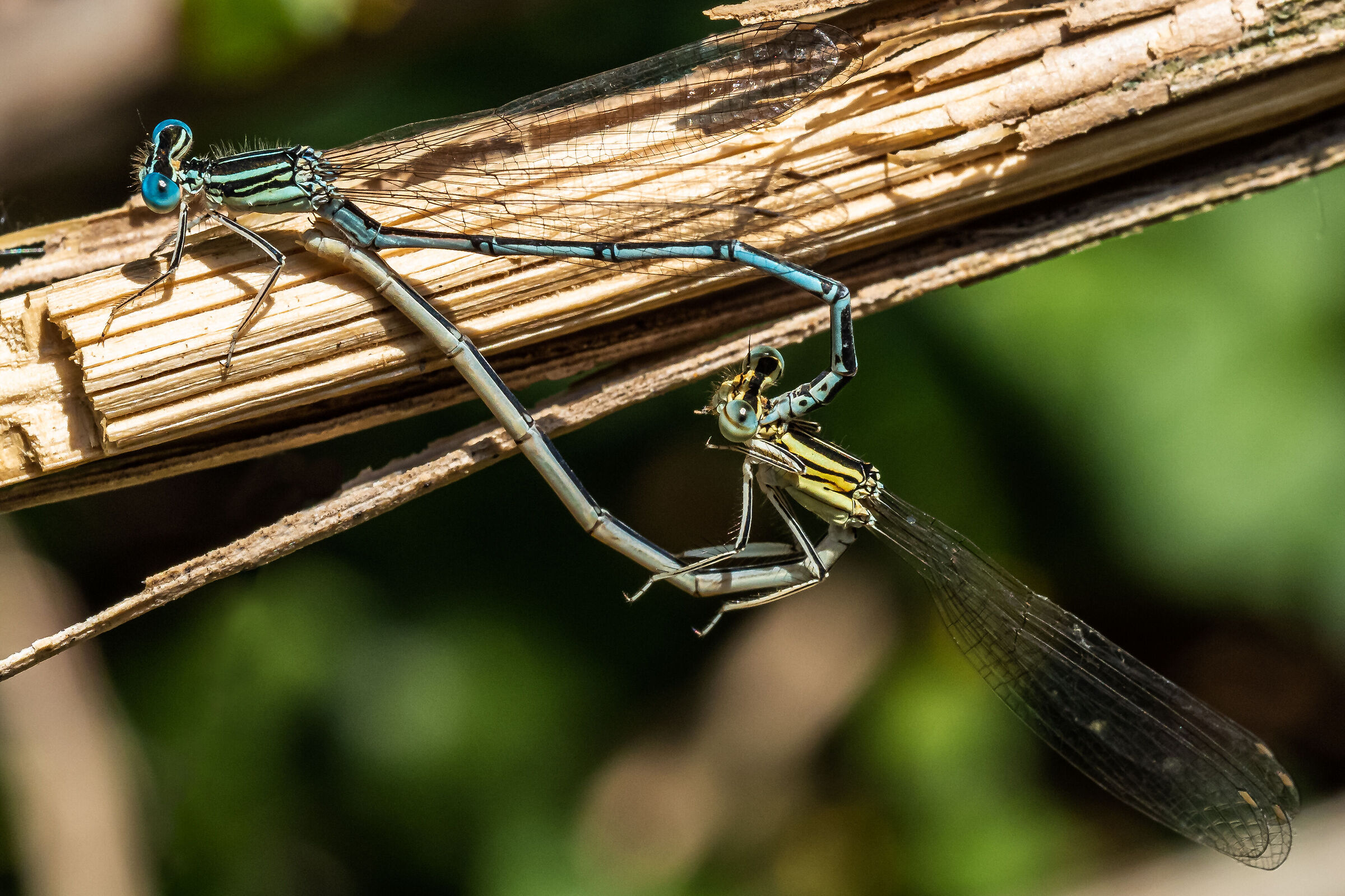 Accoppiamento acrobatico