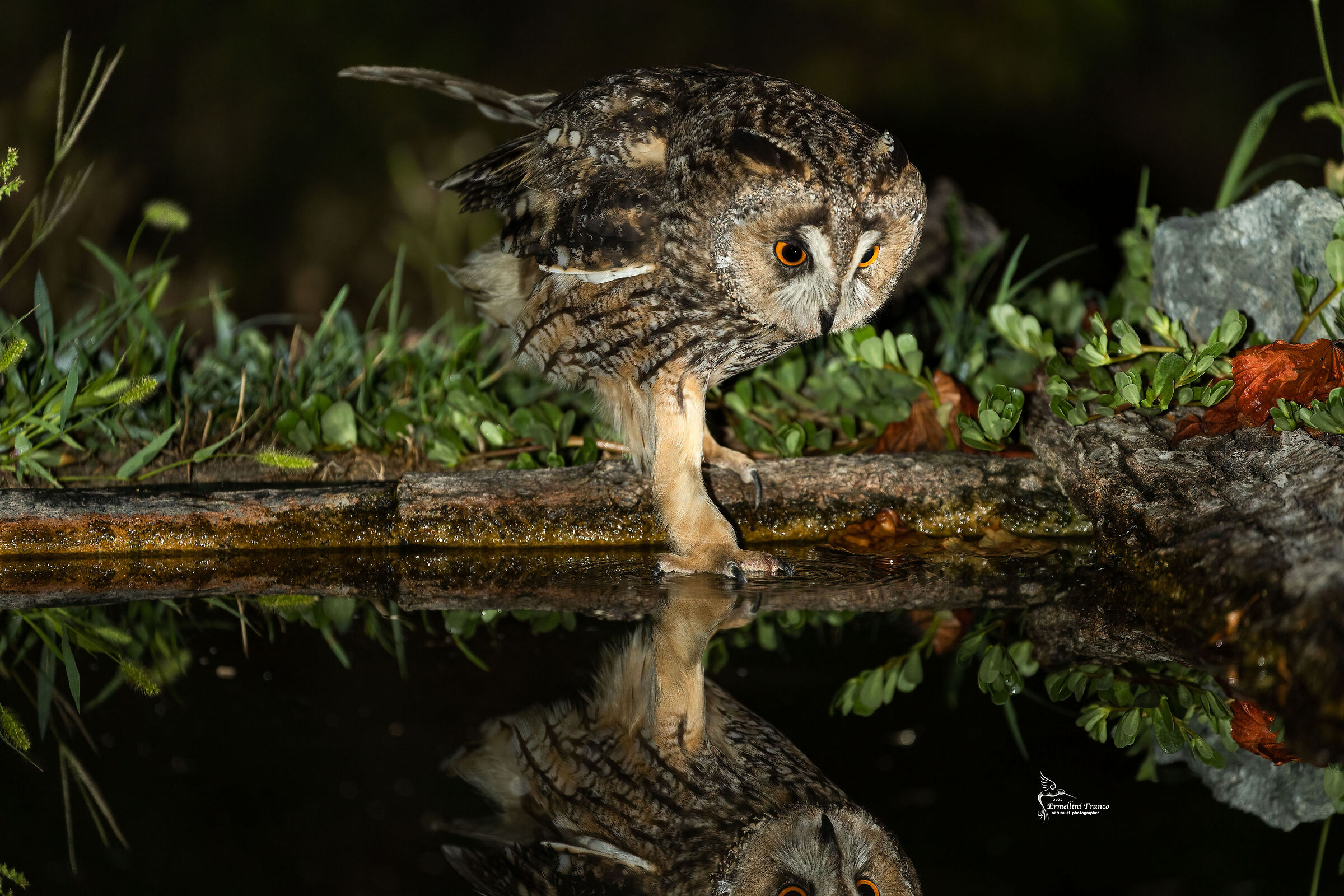 Long-eared owl
