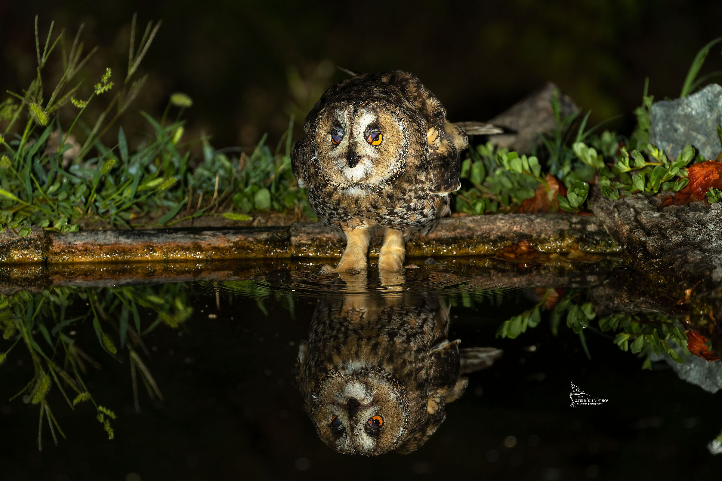 Long-eared owl