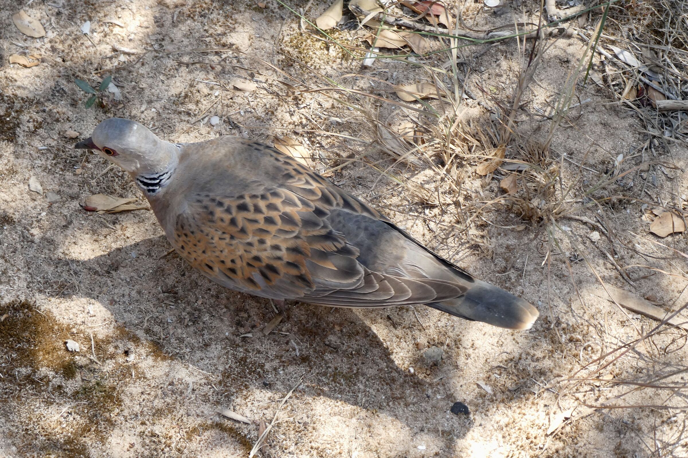 tortora selvatica a Minorca