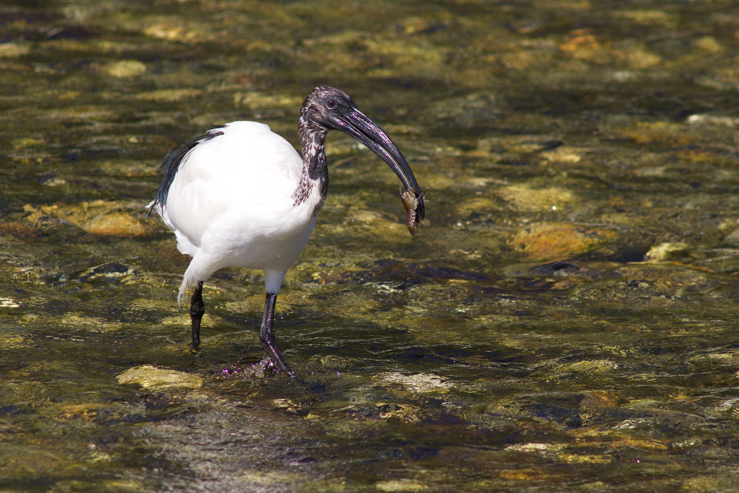 Ecco, il boccone è pronto!