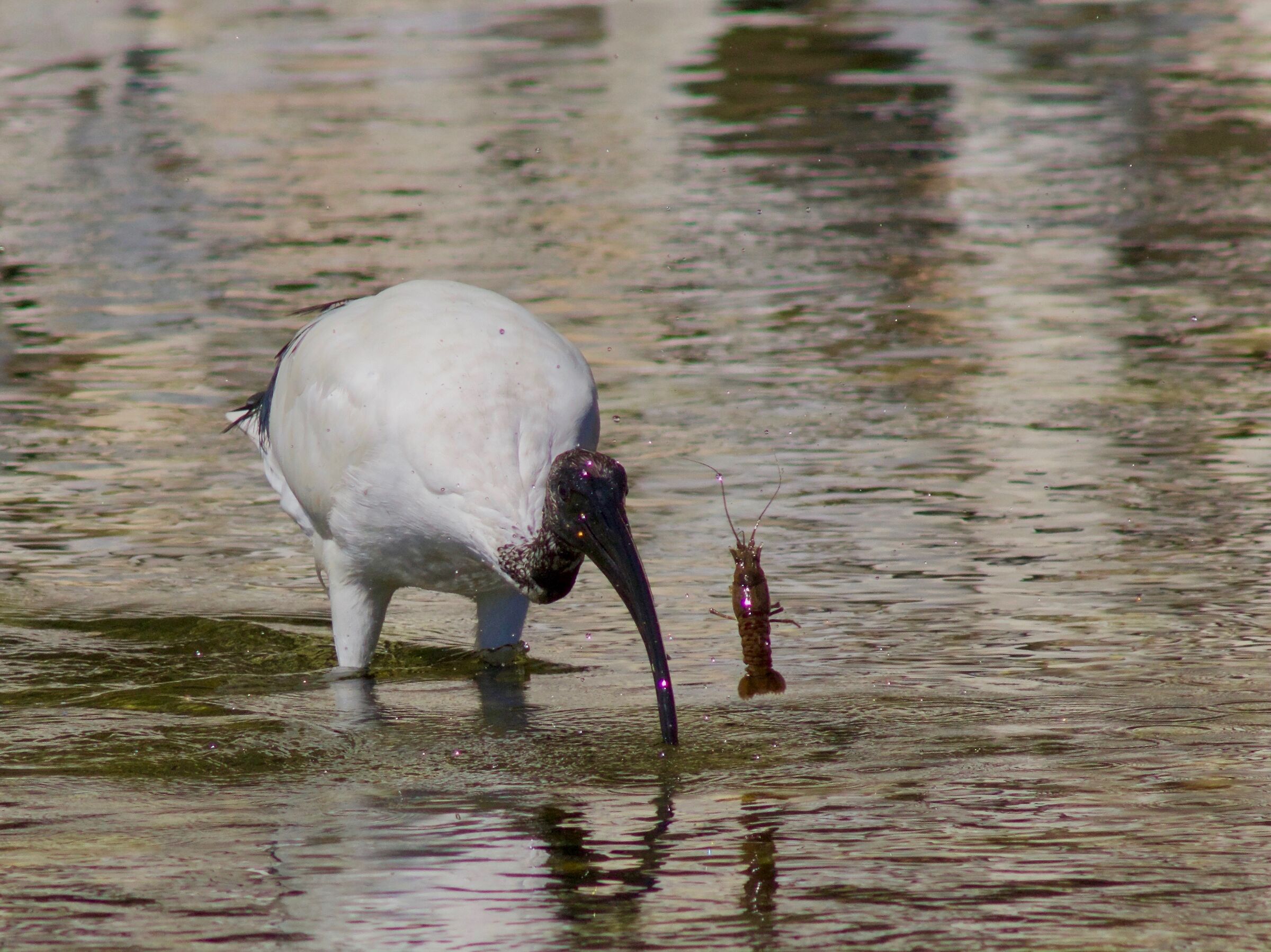Avanti con la preparazione...