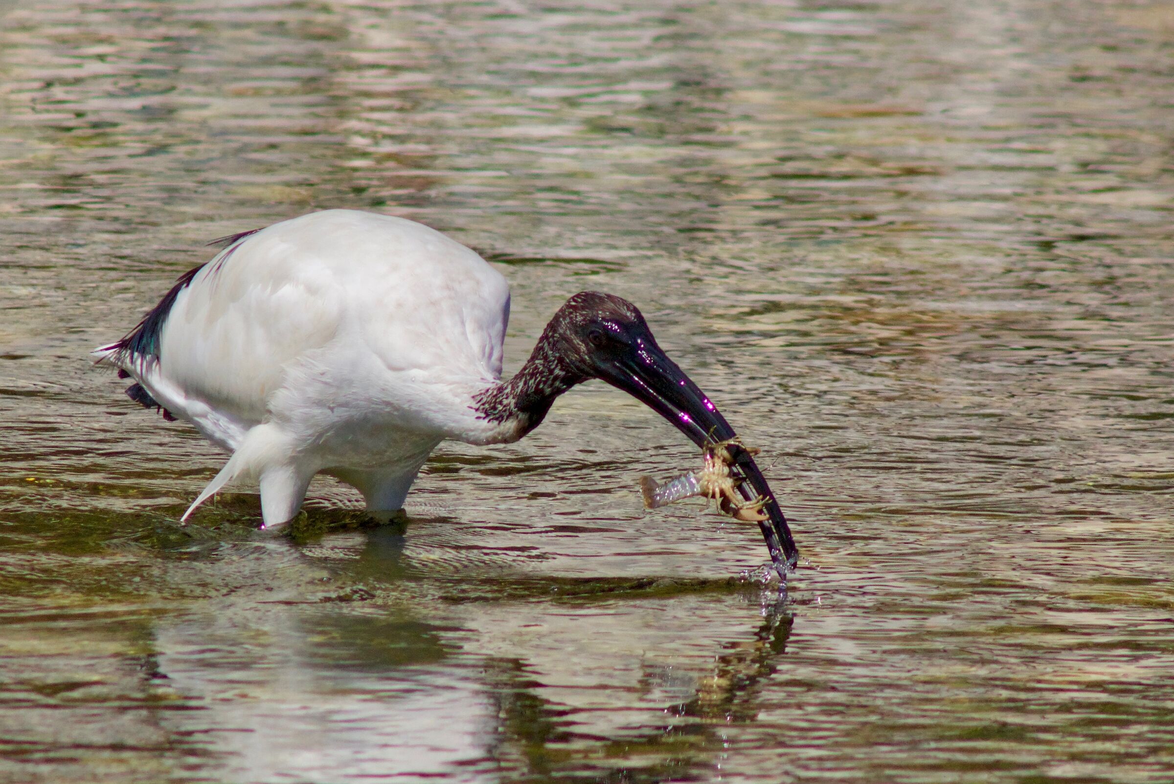 Ibis a caccia di gamberi: preso!
