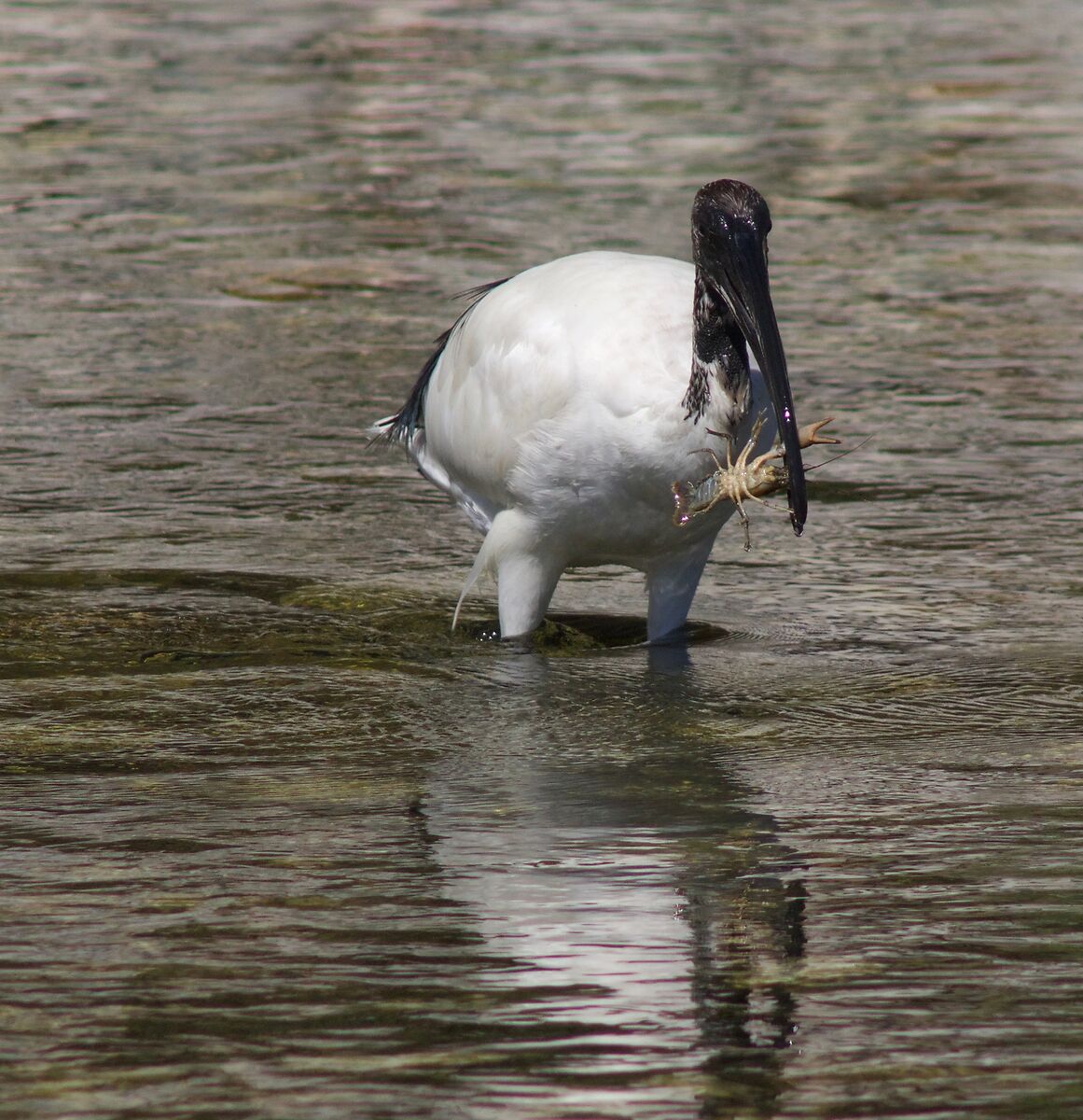 Primi trattamenti ...