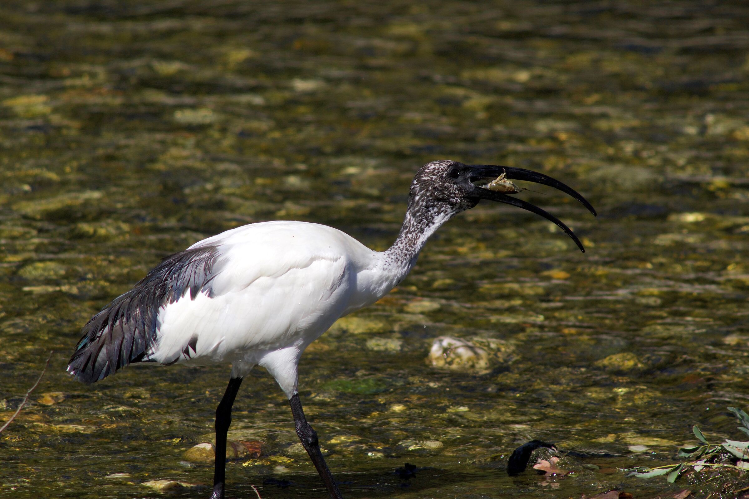 ... e ora può essere ingoiato.