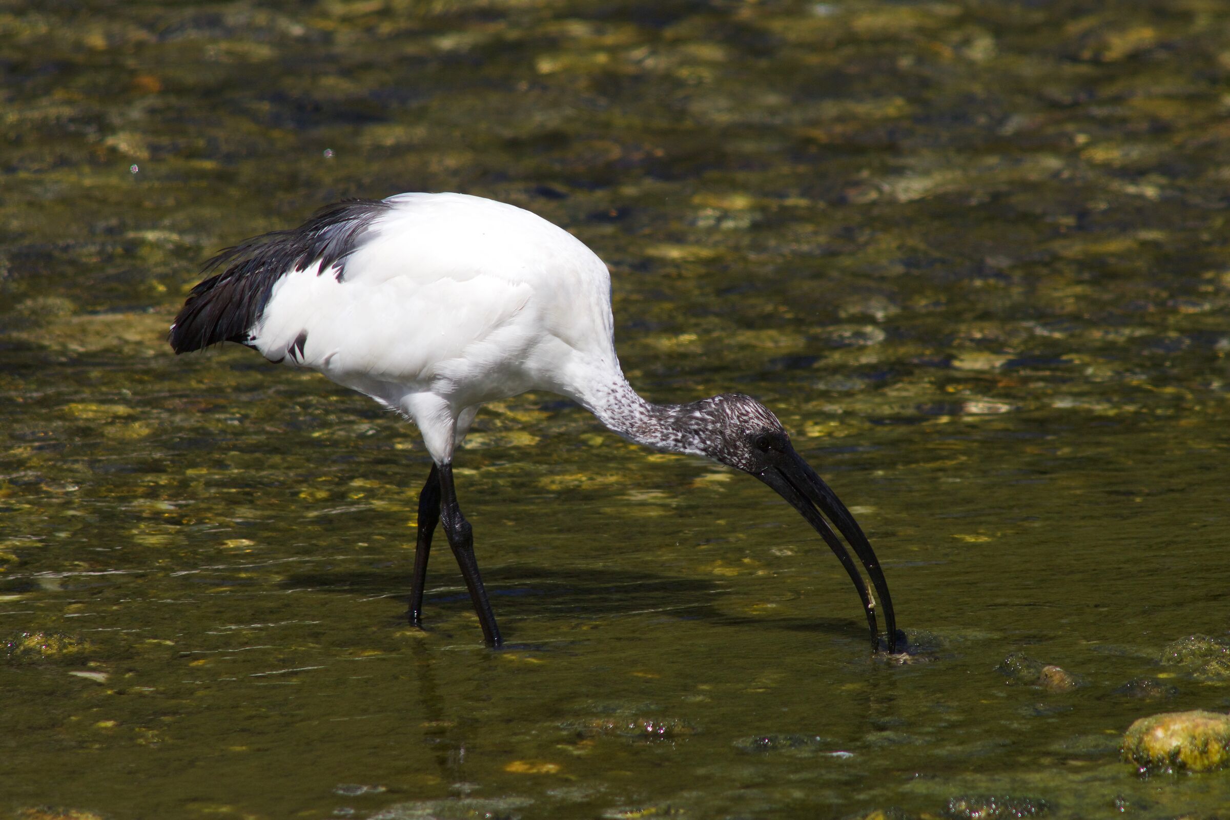 Da capo, un pezzo alla volta.
