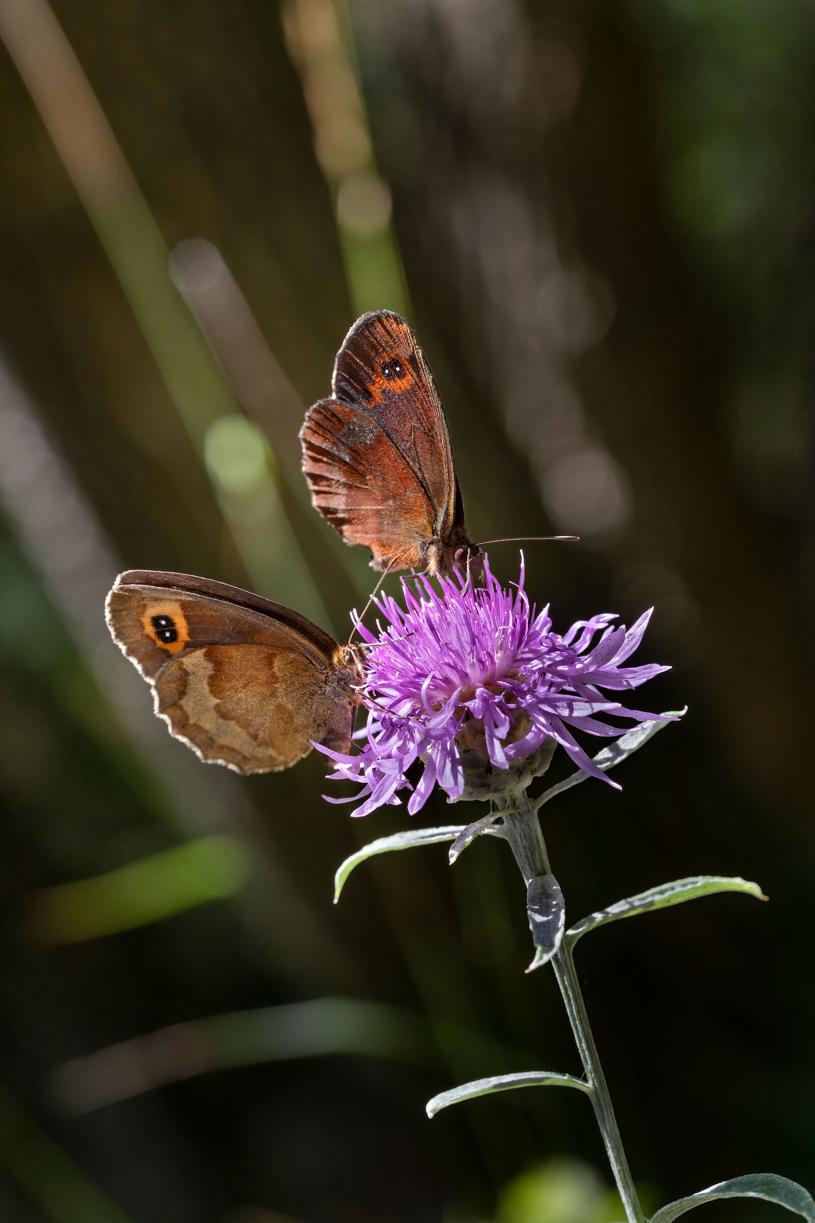 We are the most beautiful couple in the world