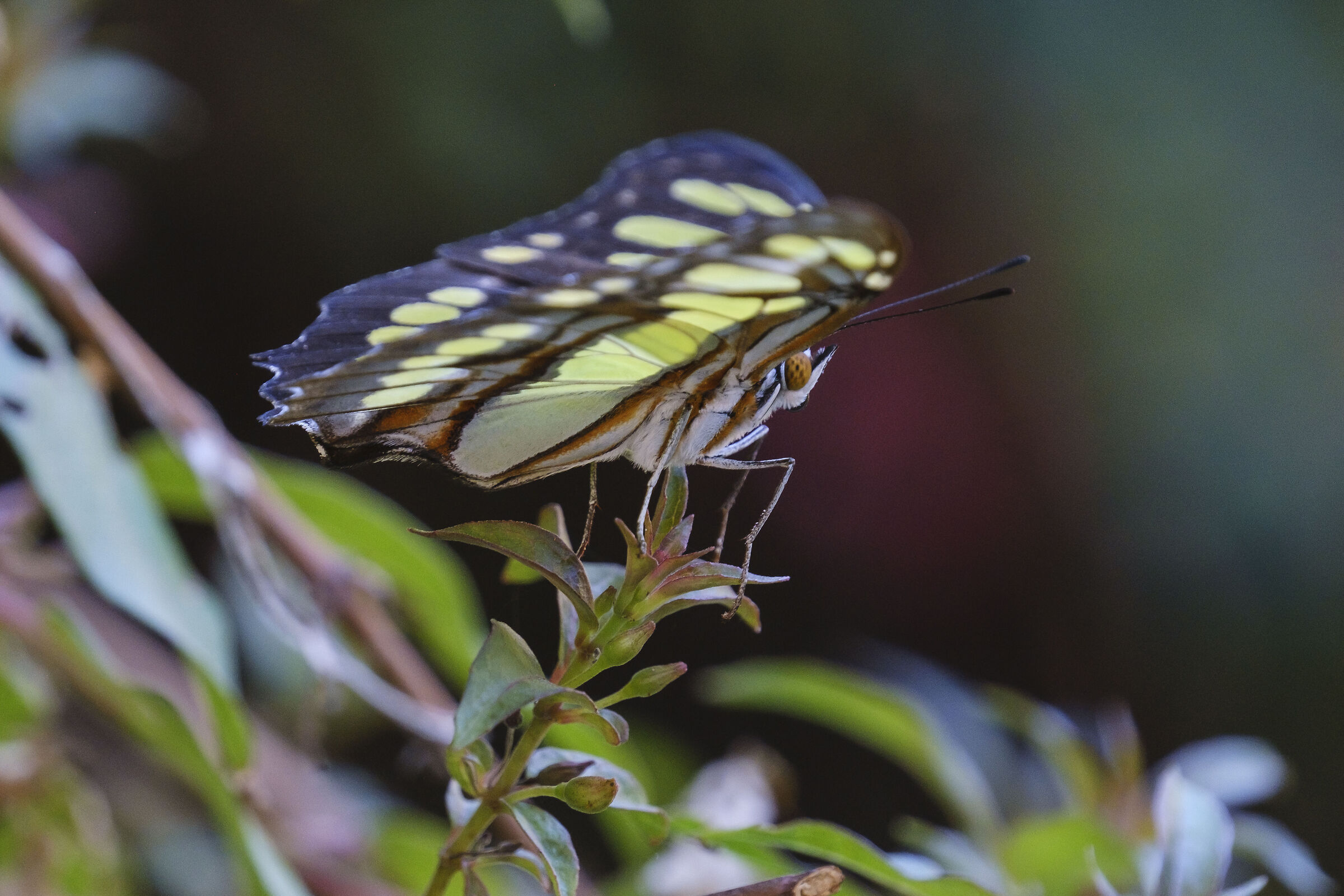 Butterfly..