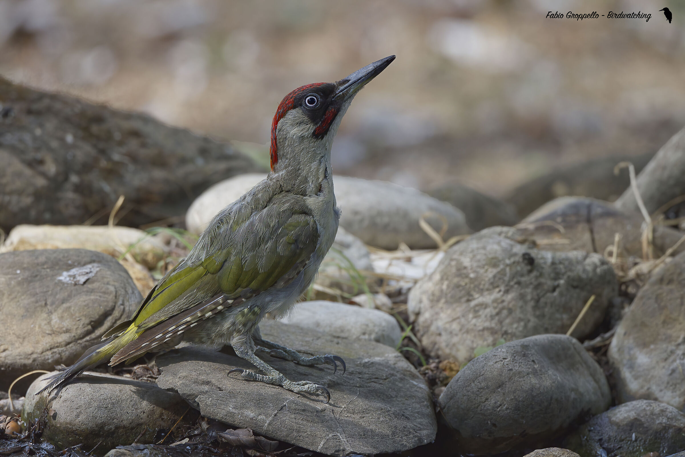 Adult Male Green Woodpecker