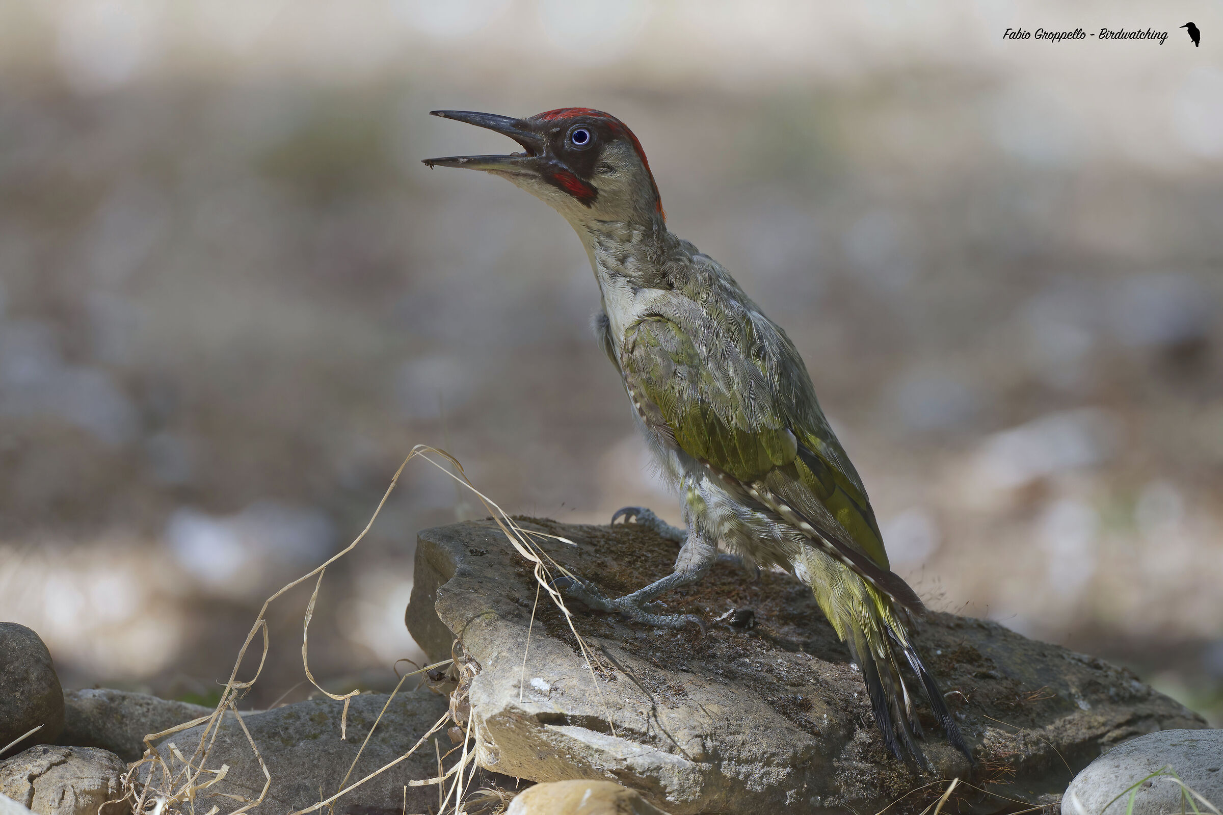 Adult Male Green Woodpecker