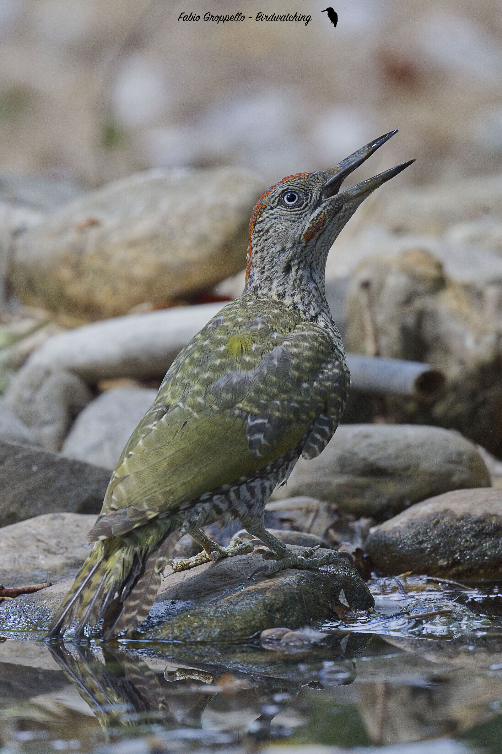 Picchio Verde Giovane Maschio