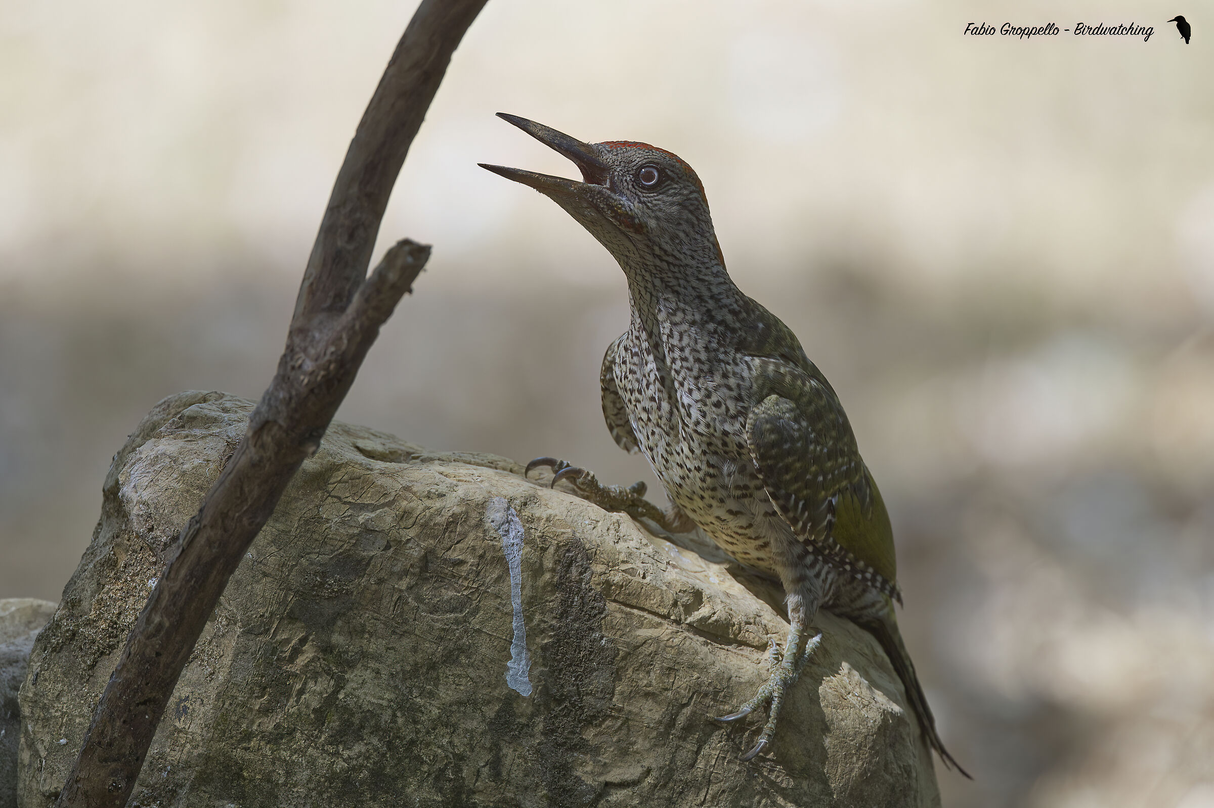 Green Woodpecker Young Male