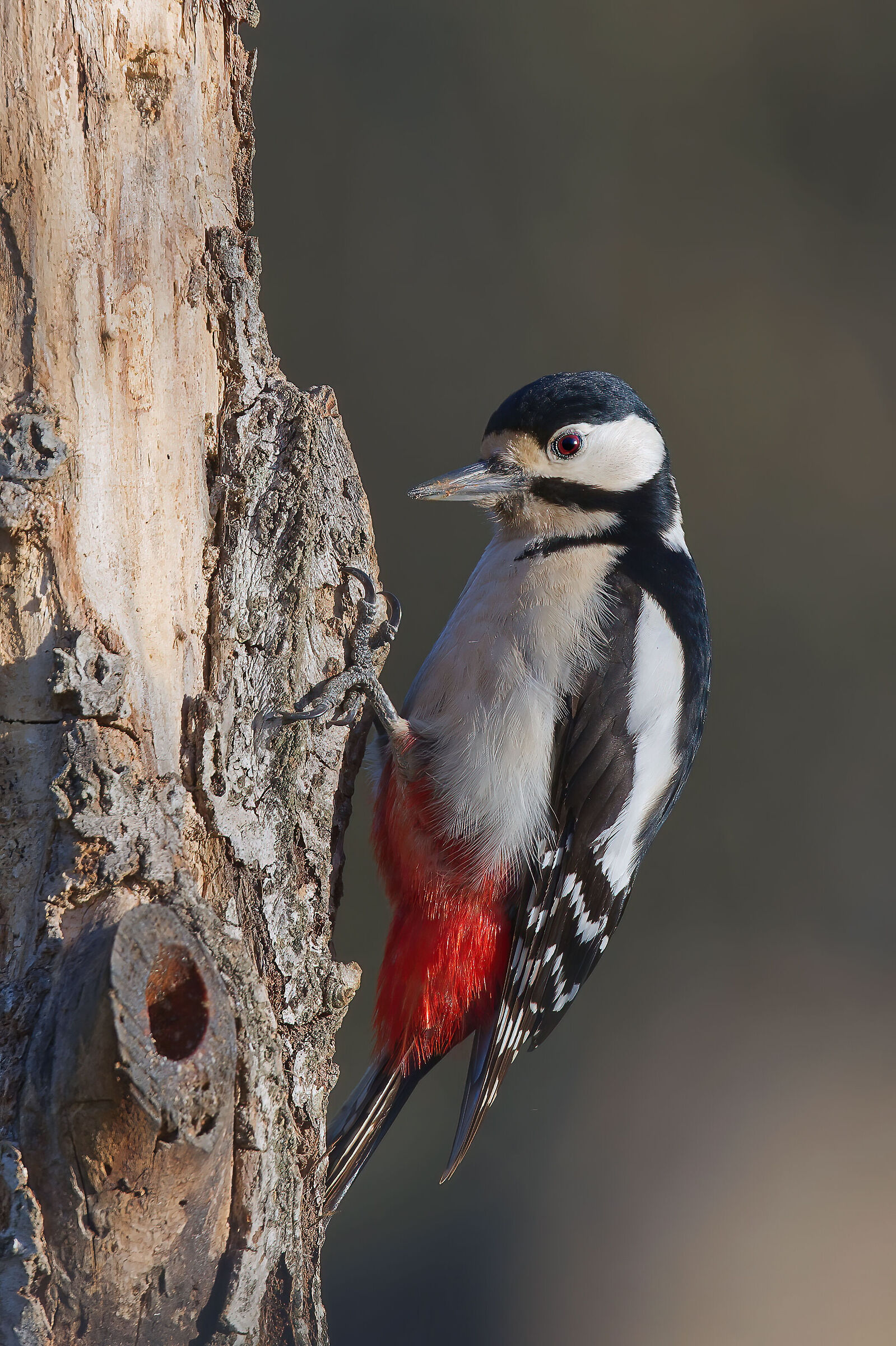 Picchio Rosso Maggiore