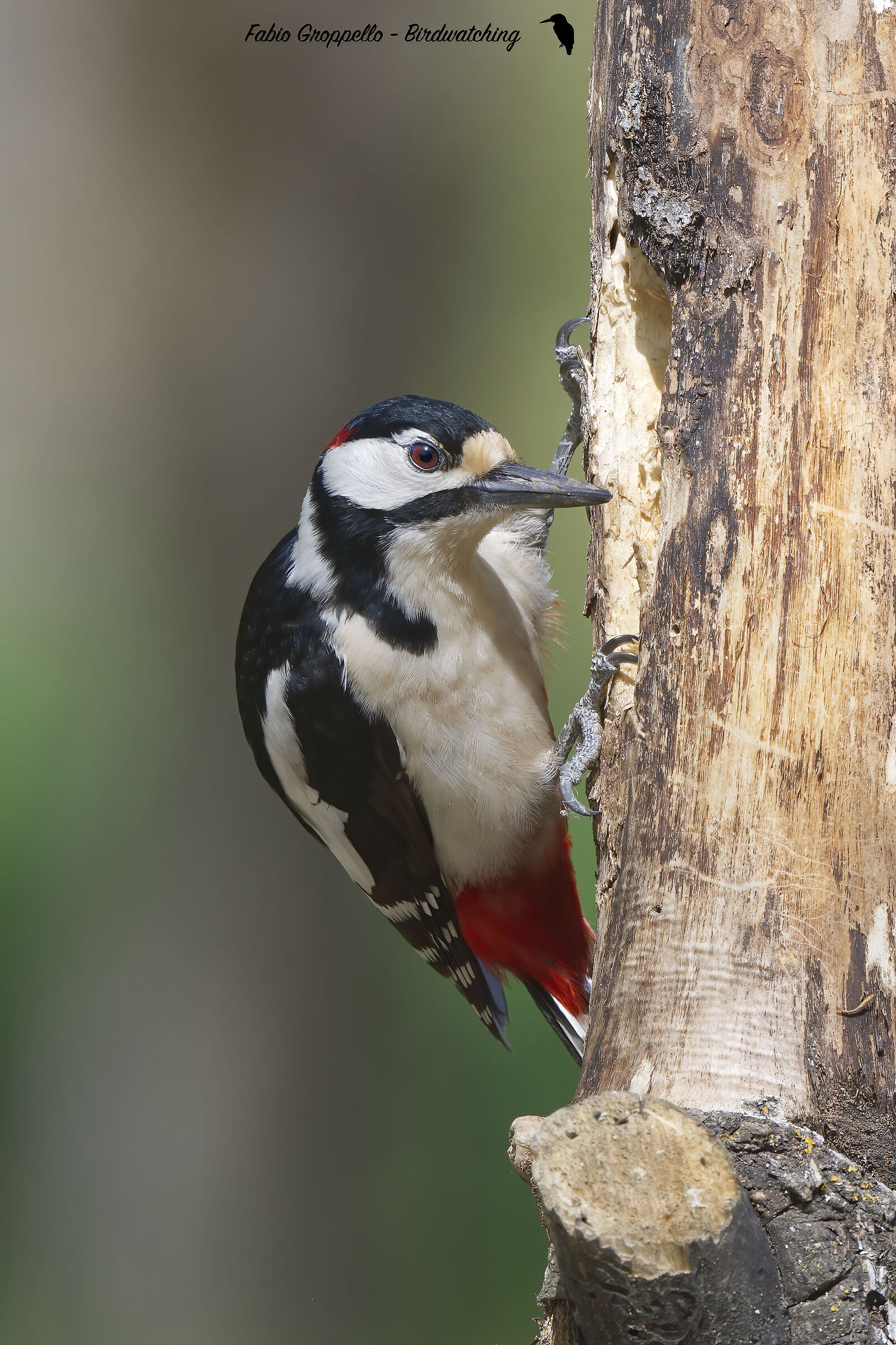 Picchio Rosso Maggiore
