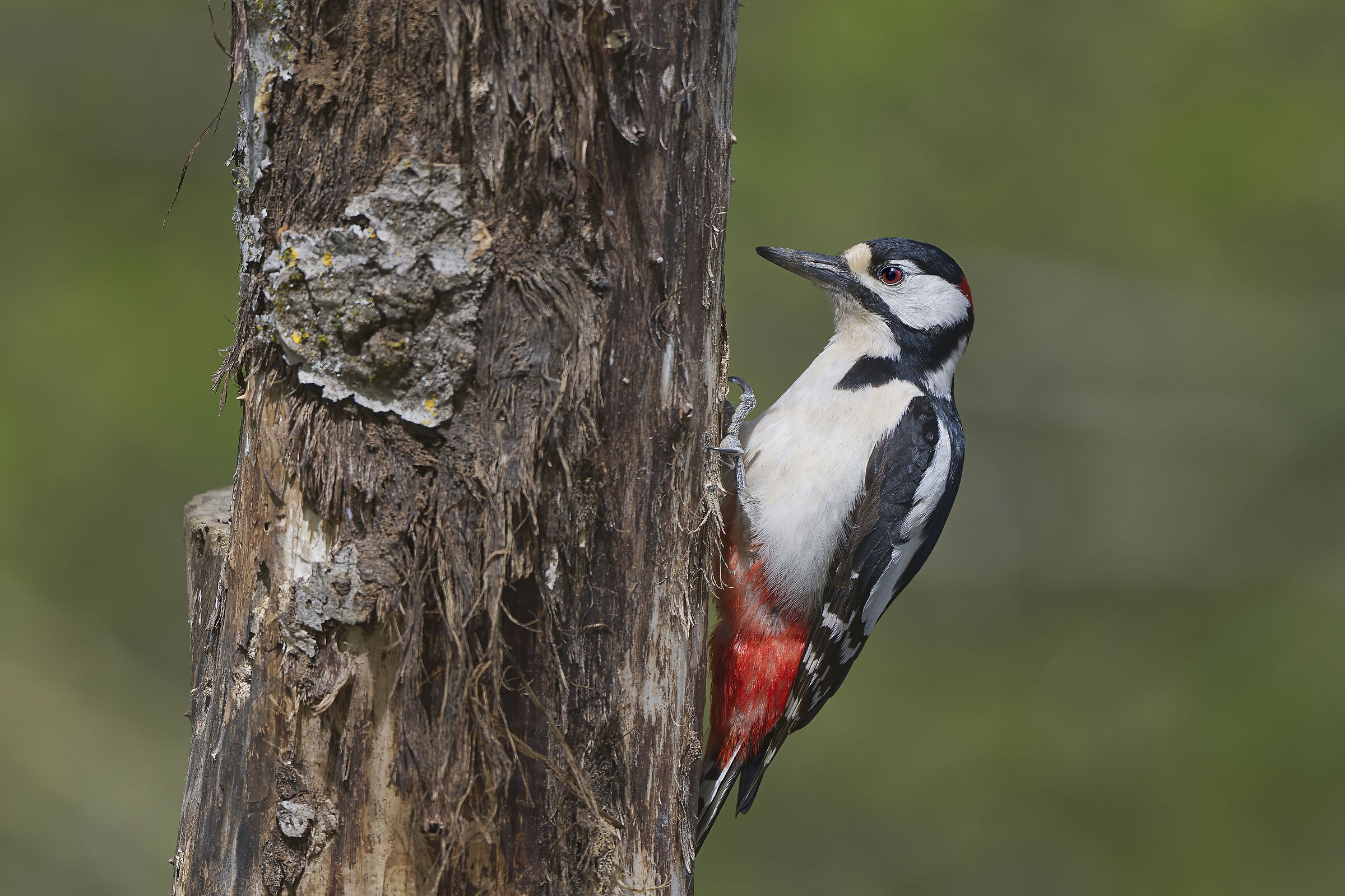Picchio Rosso Maggiore