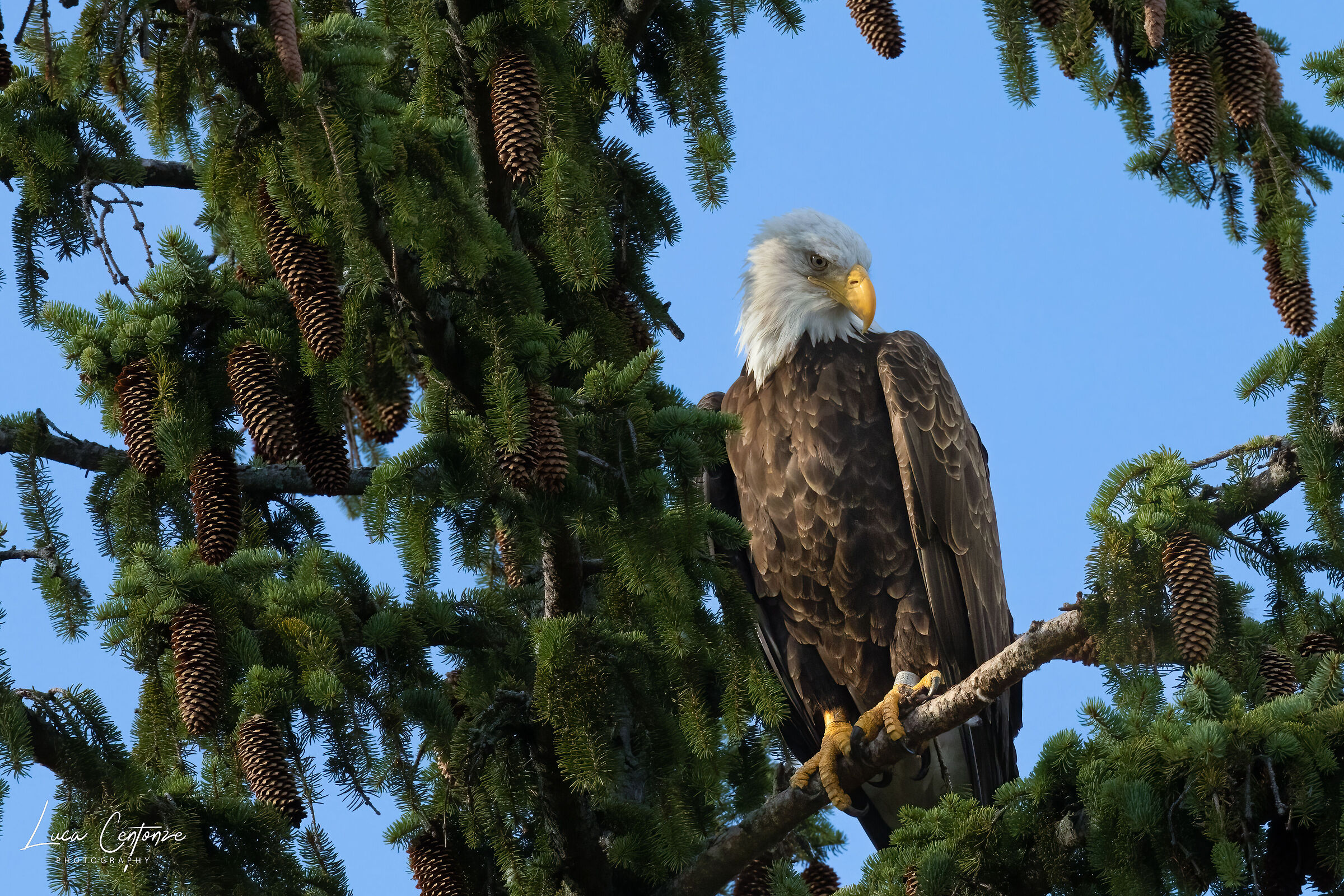 Bald Eagle (femmina adulto)
