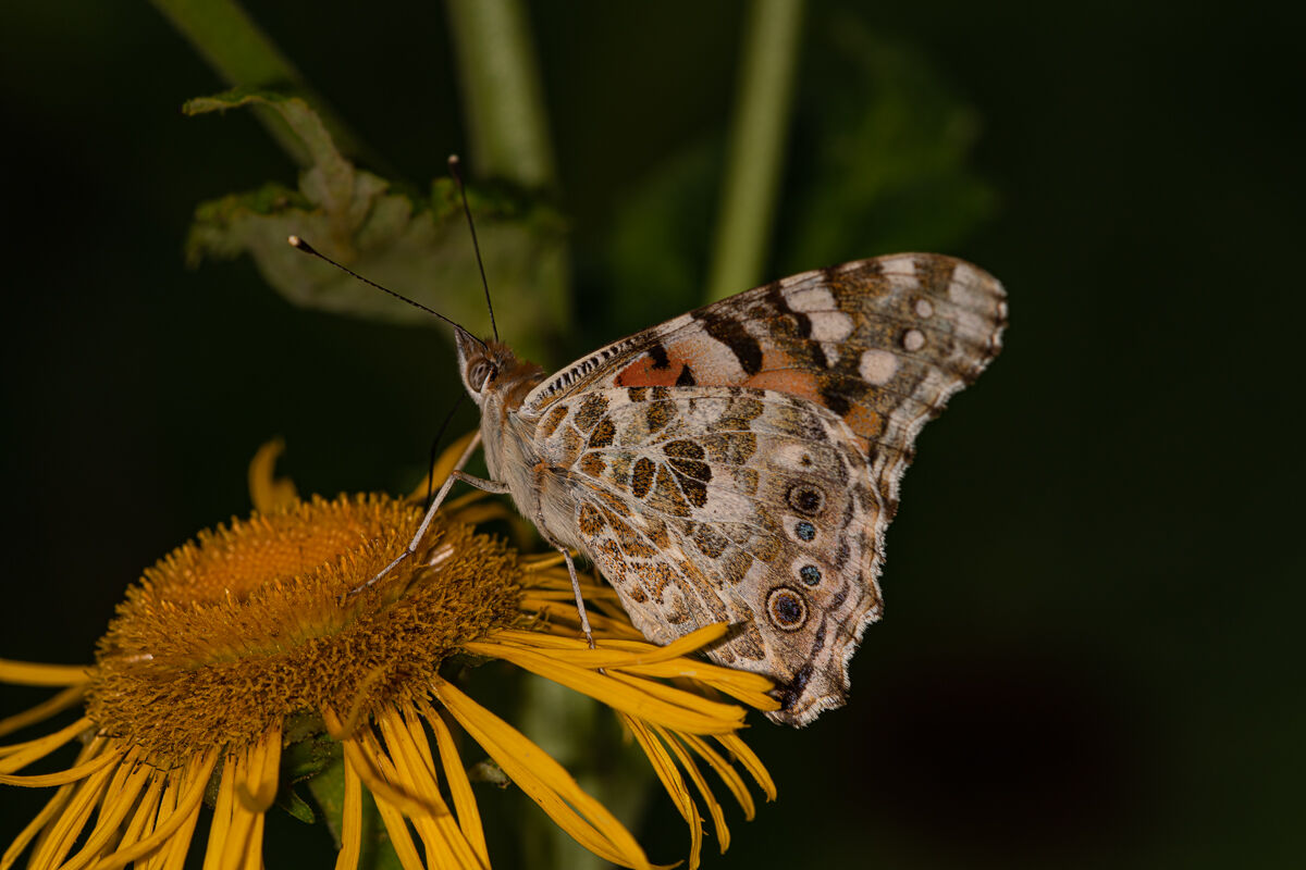 Giardino Esperia 2022