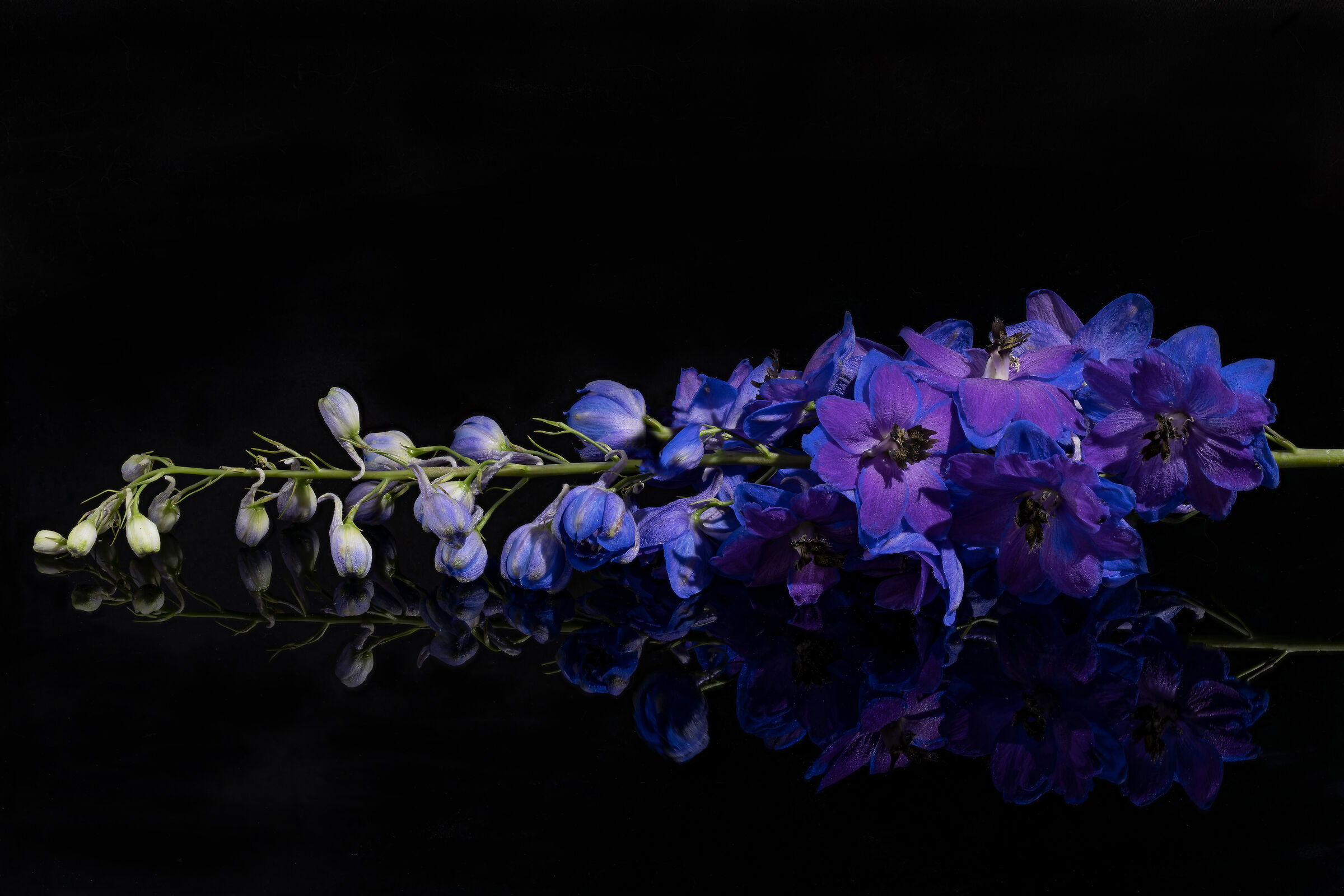Delphinium