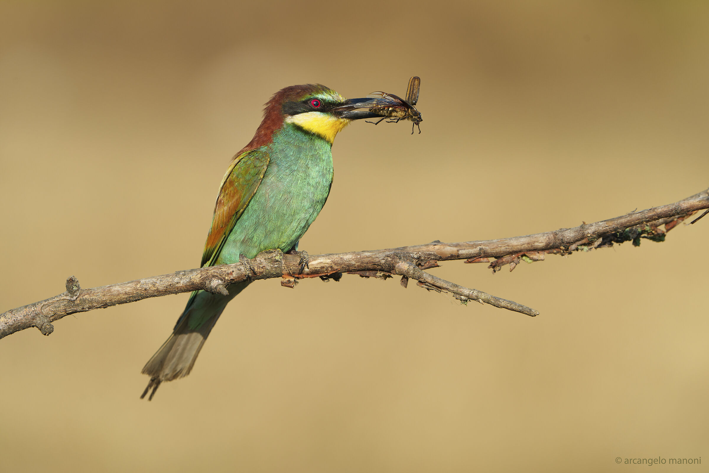 The tragic end of the Beetle