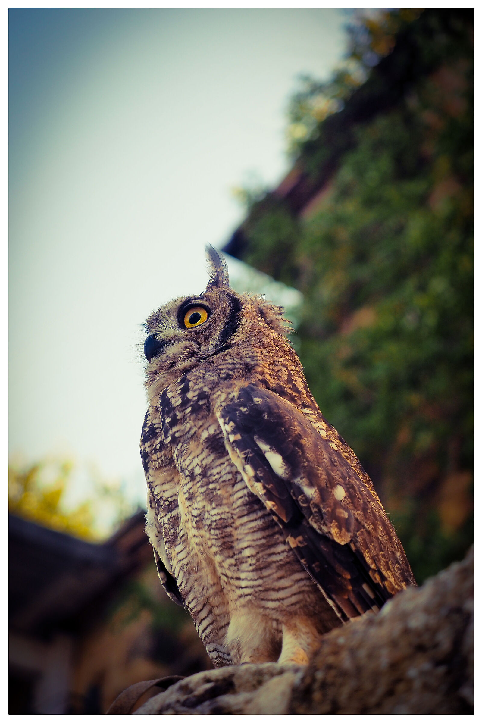 African eagle owl