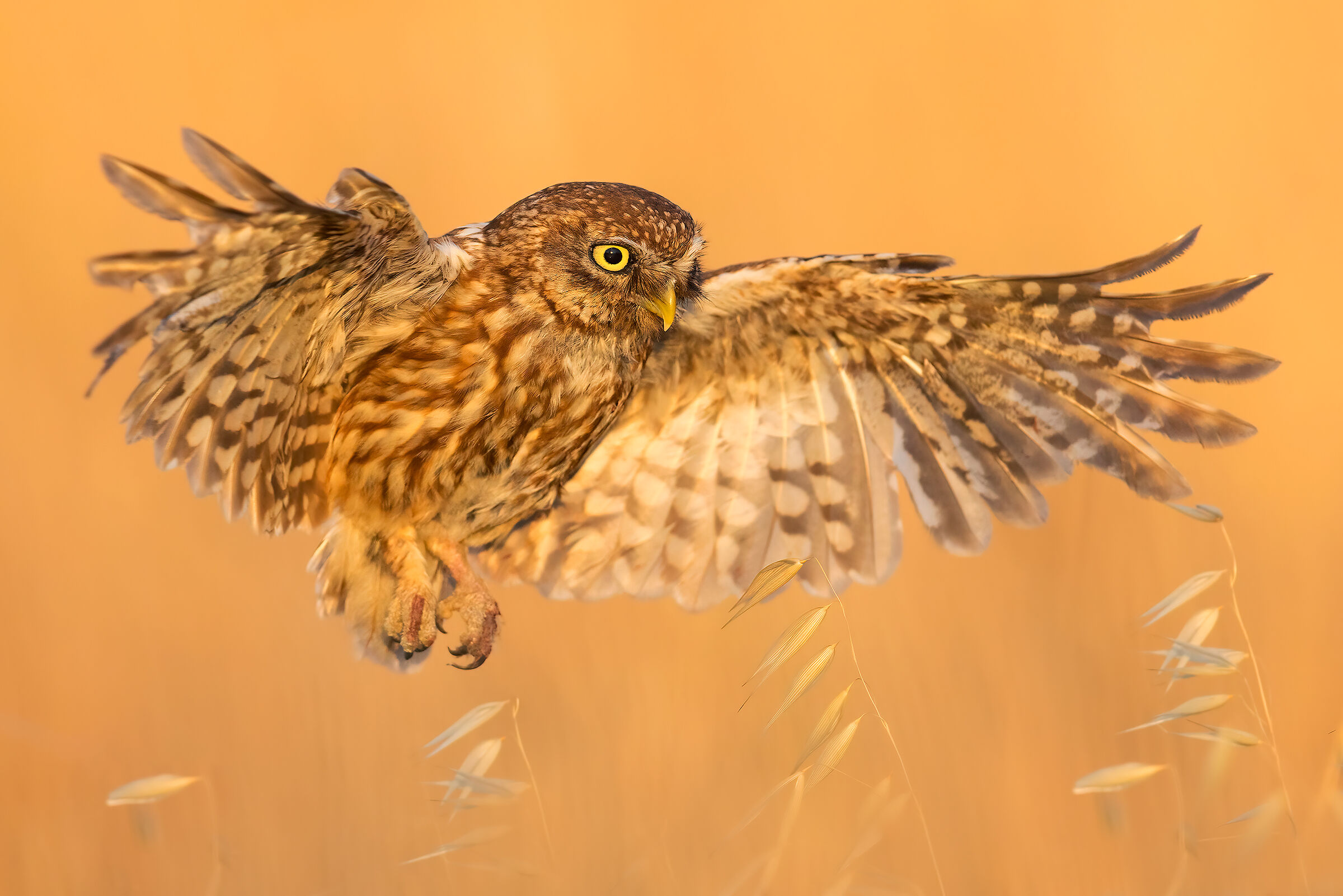 Sfiorando l'avena (Civetta)