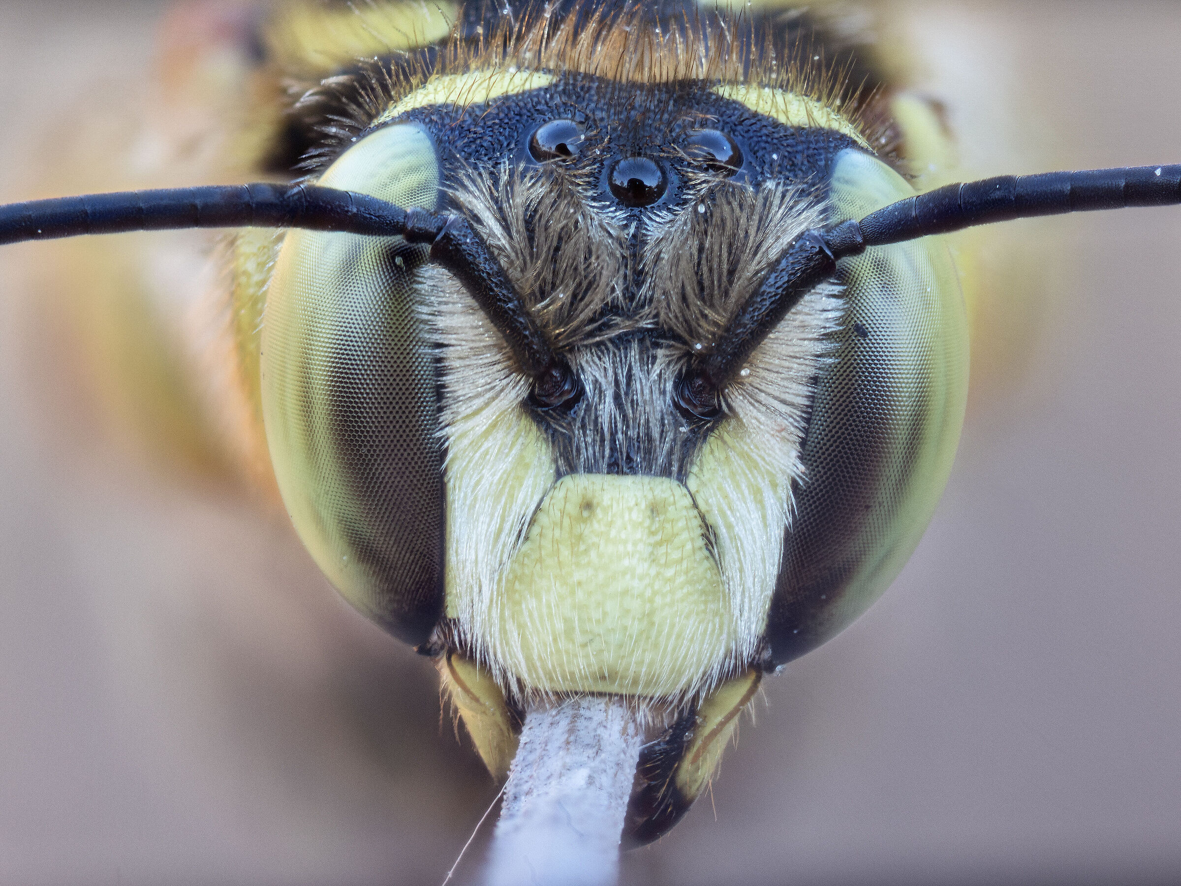 Anthidium sp. z o.o.