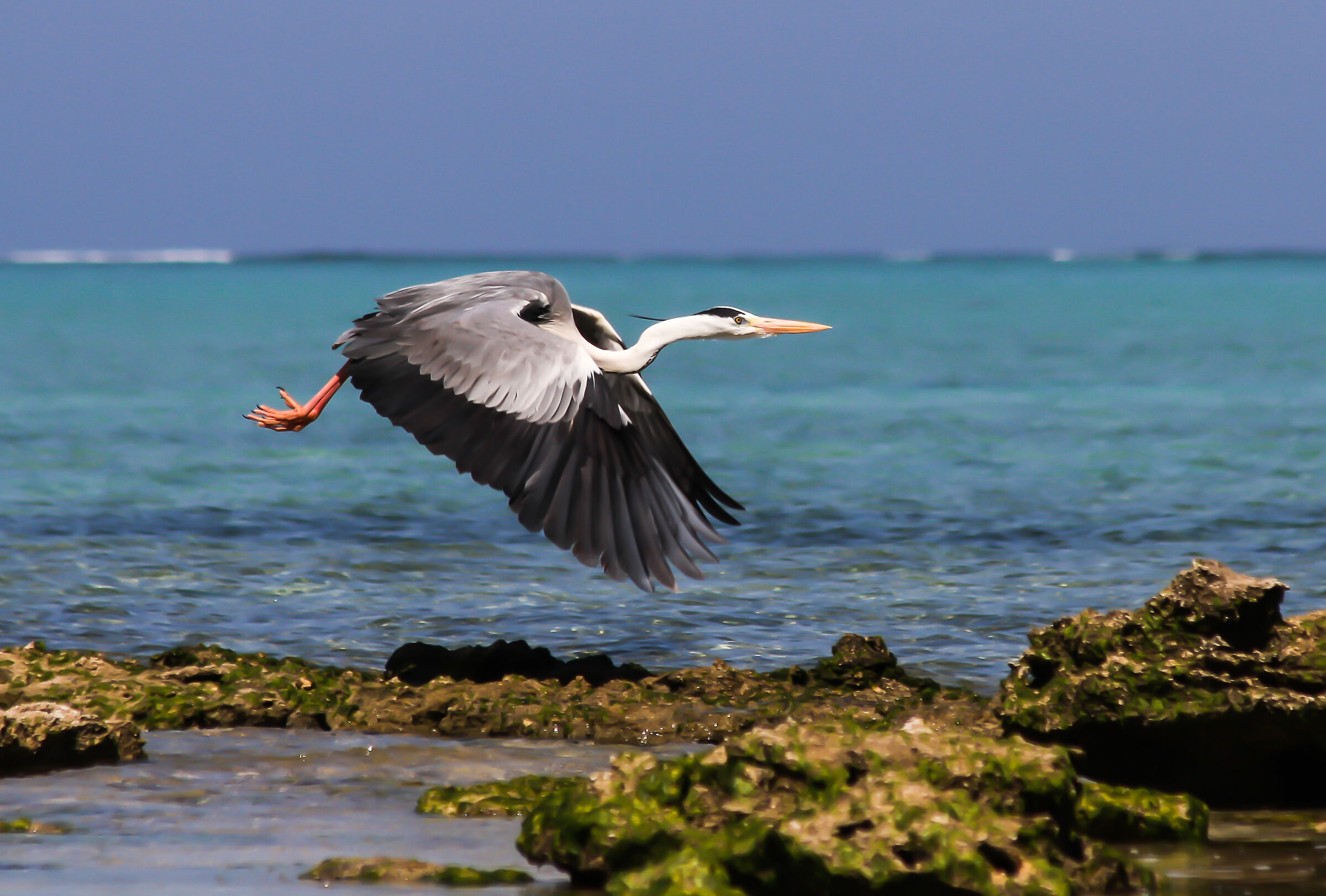 Heron on the sea