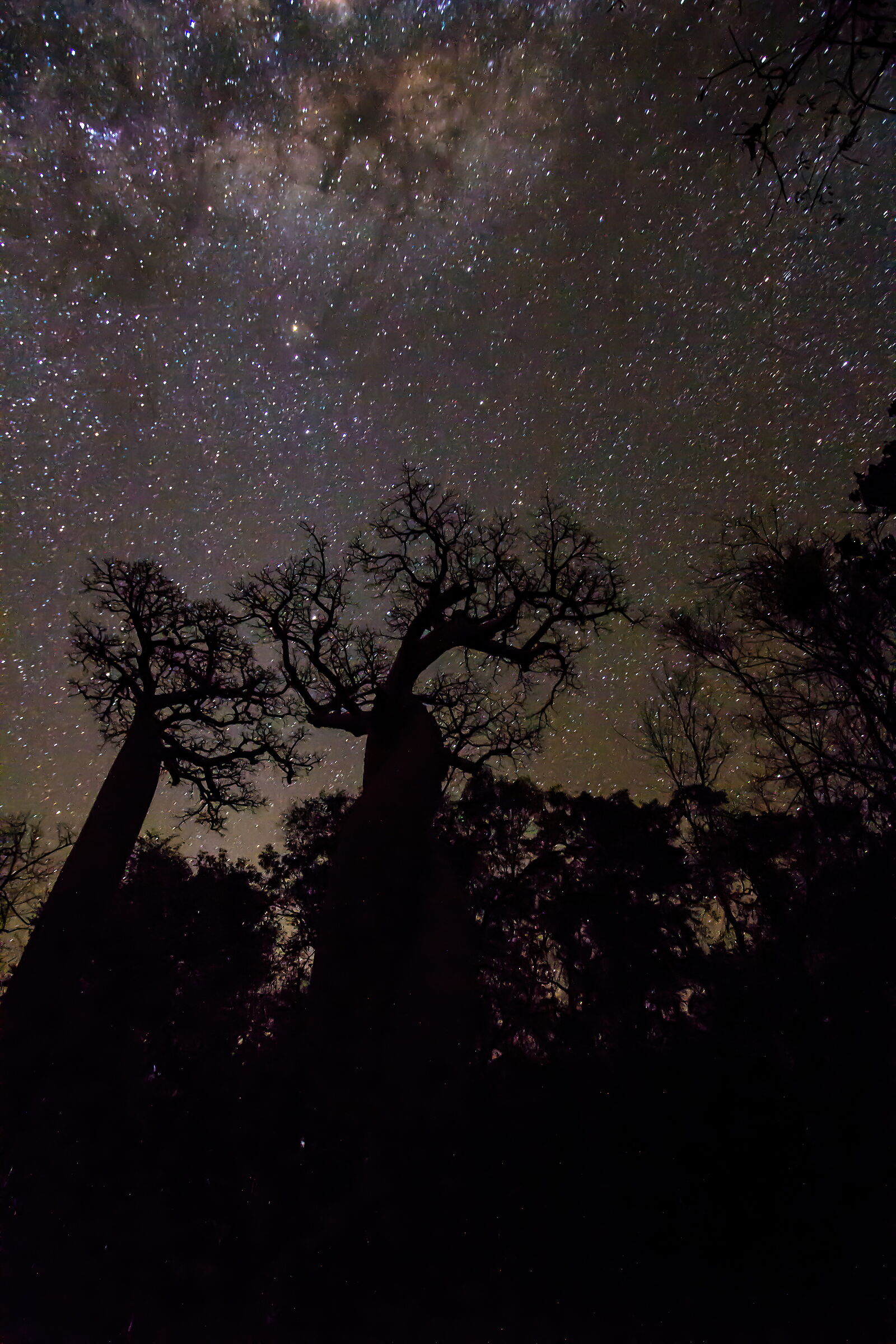 Baobab di notte