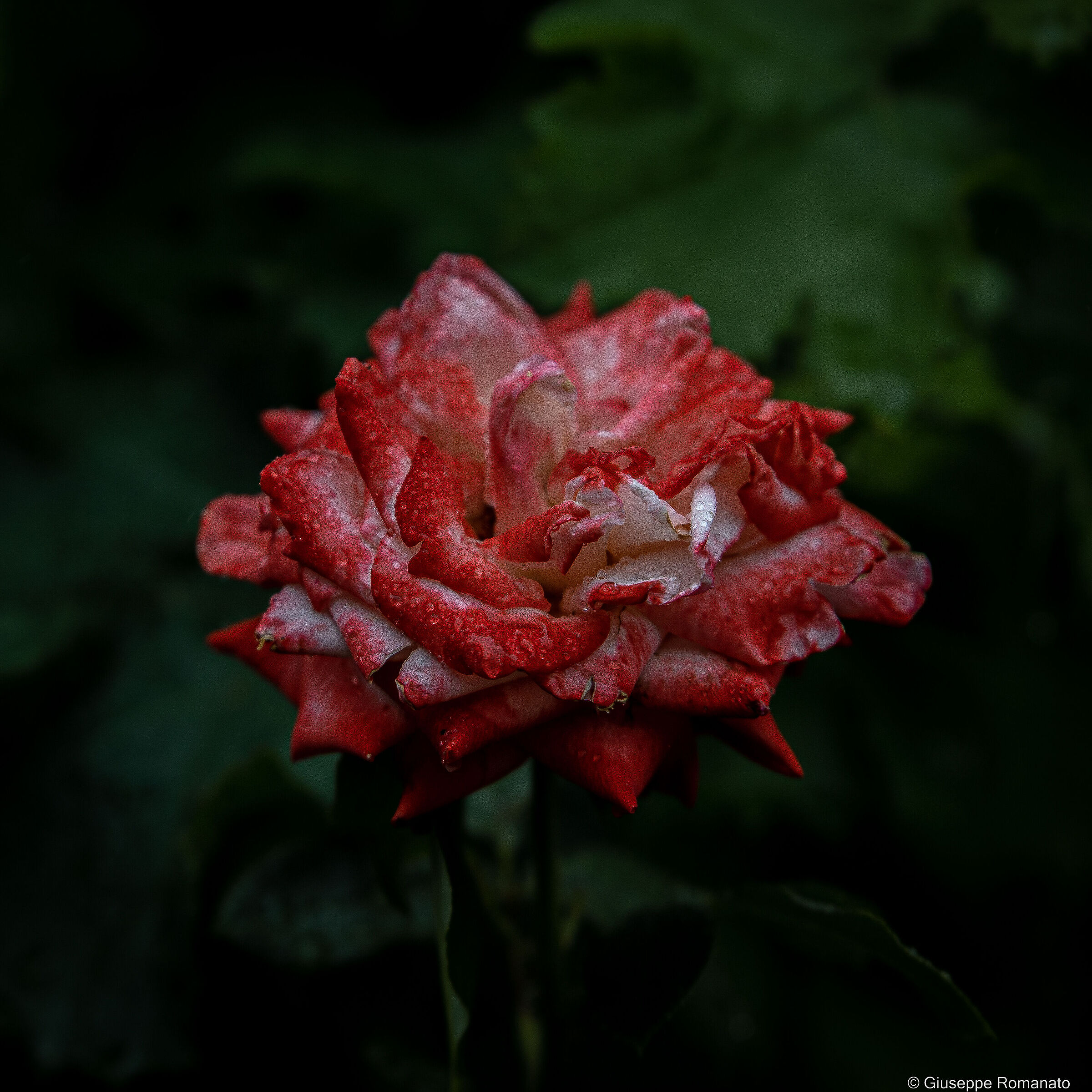 Fiore in primo piano, Abazzia di Novacelle