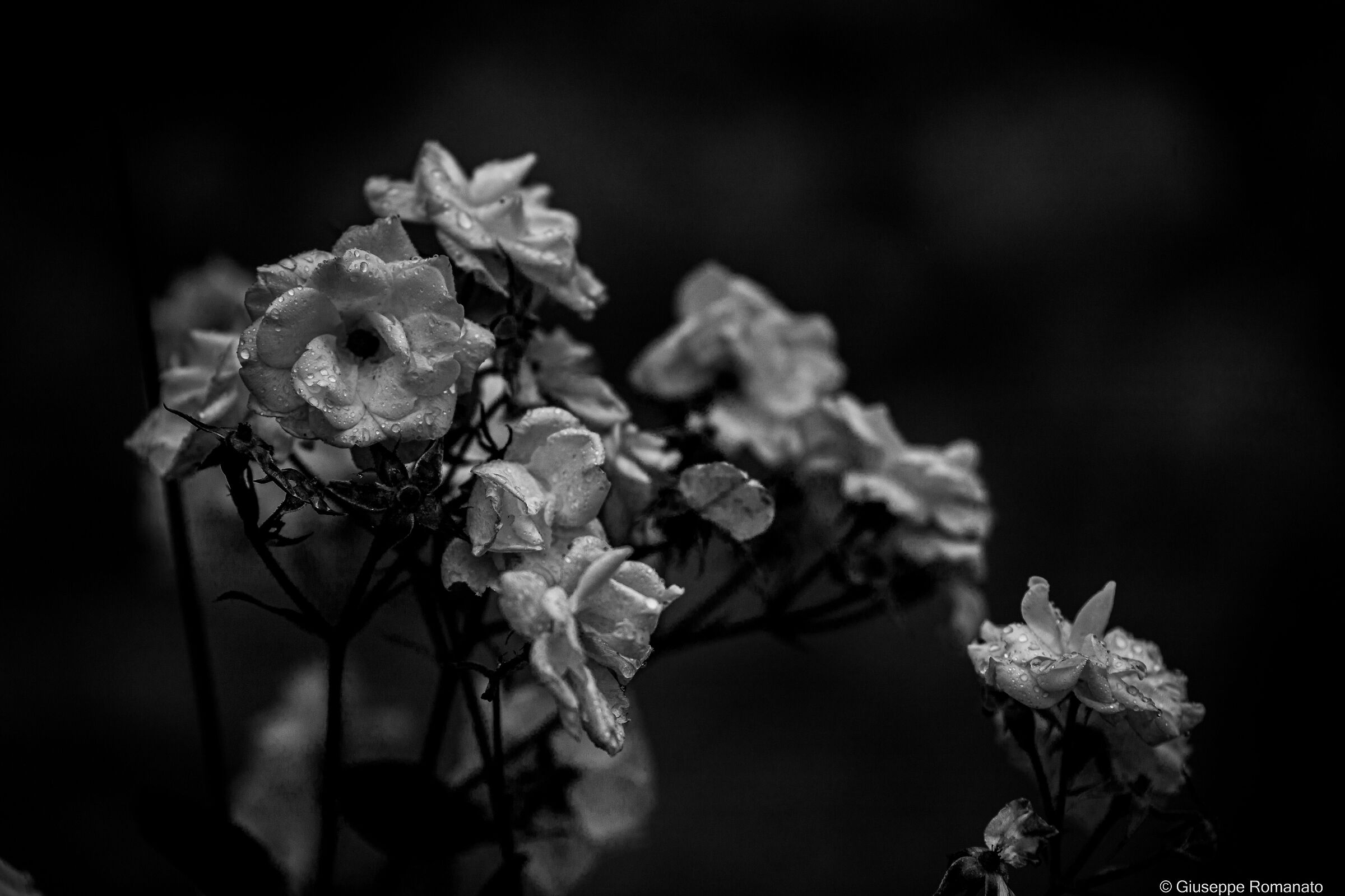 Fiori in bianco e nero
