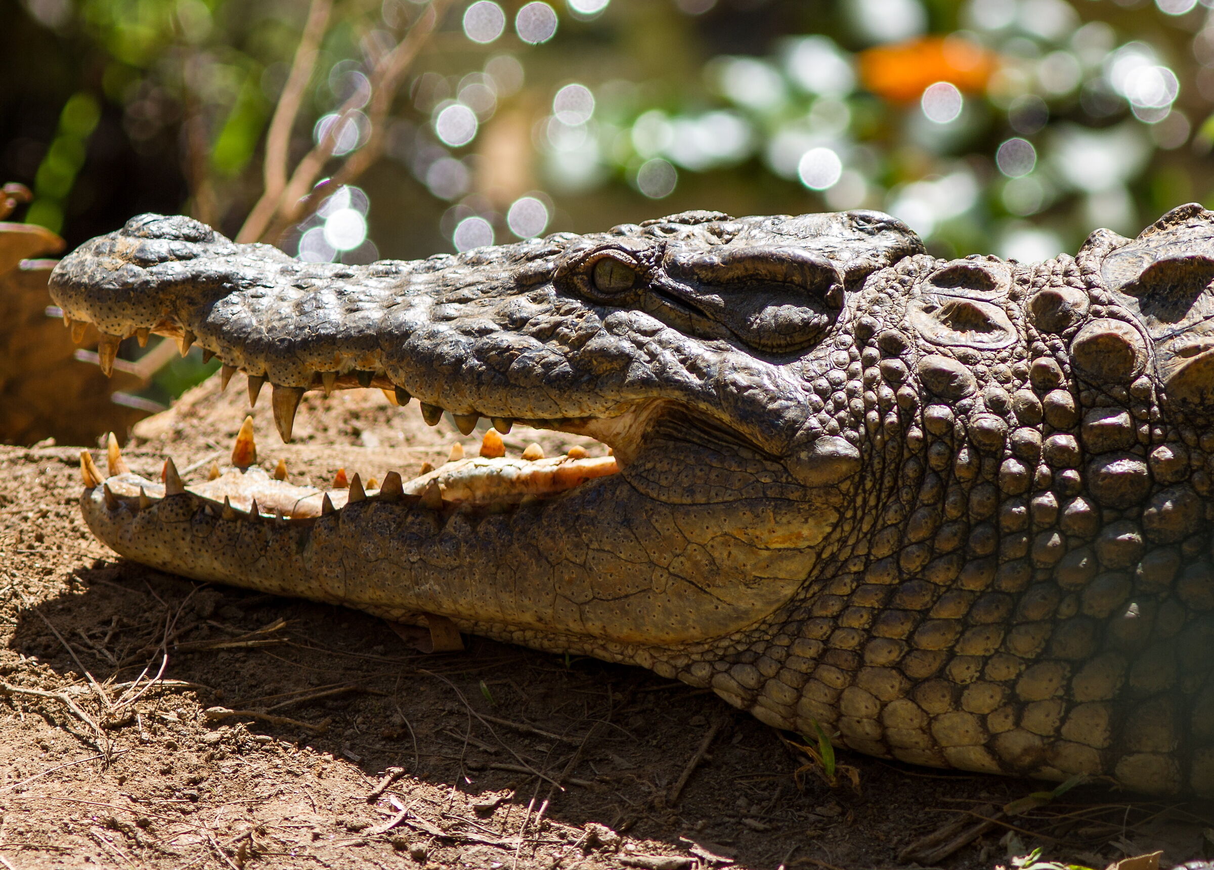 I keep an eye on you