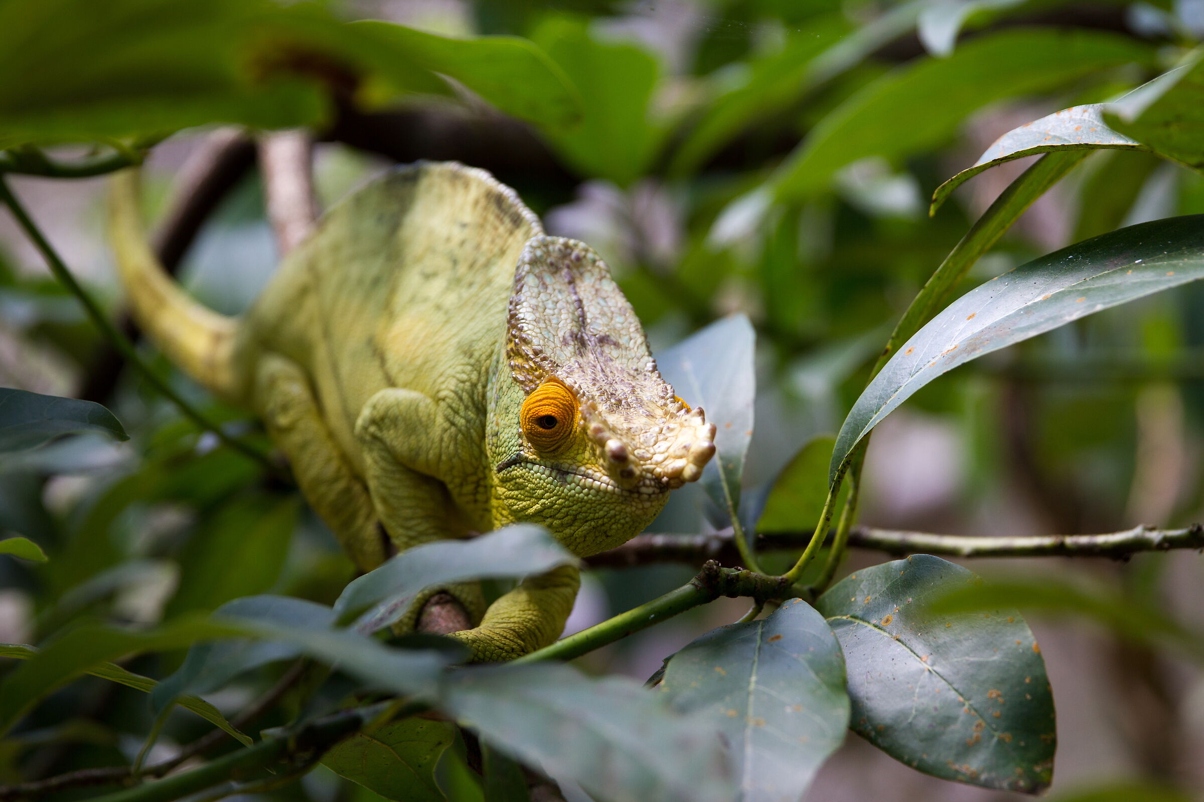 The ambush