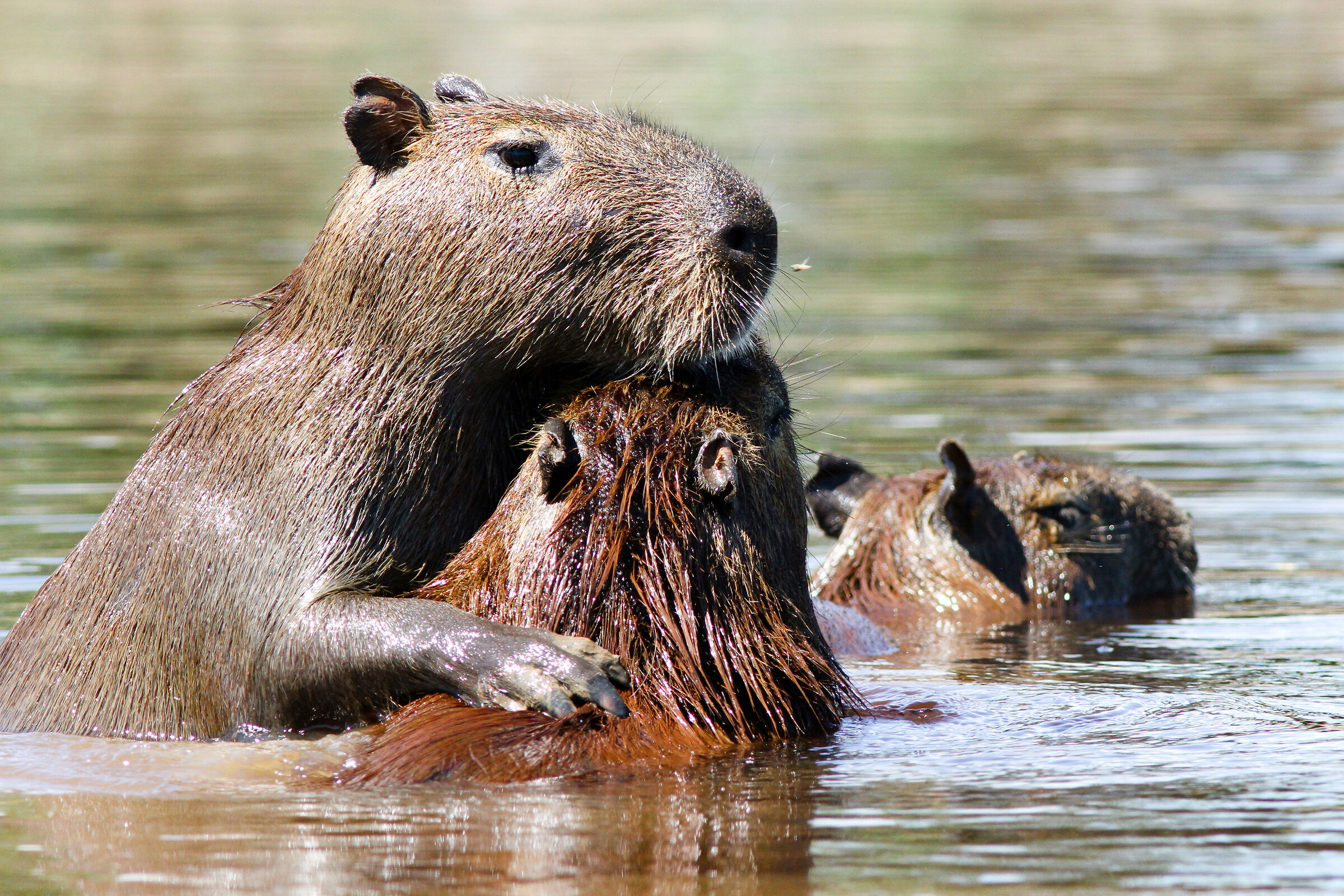 capybara