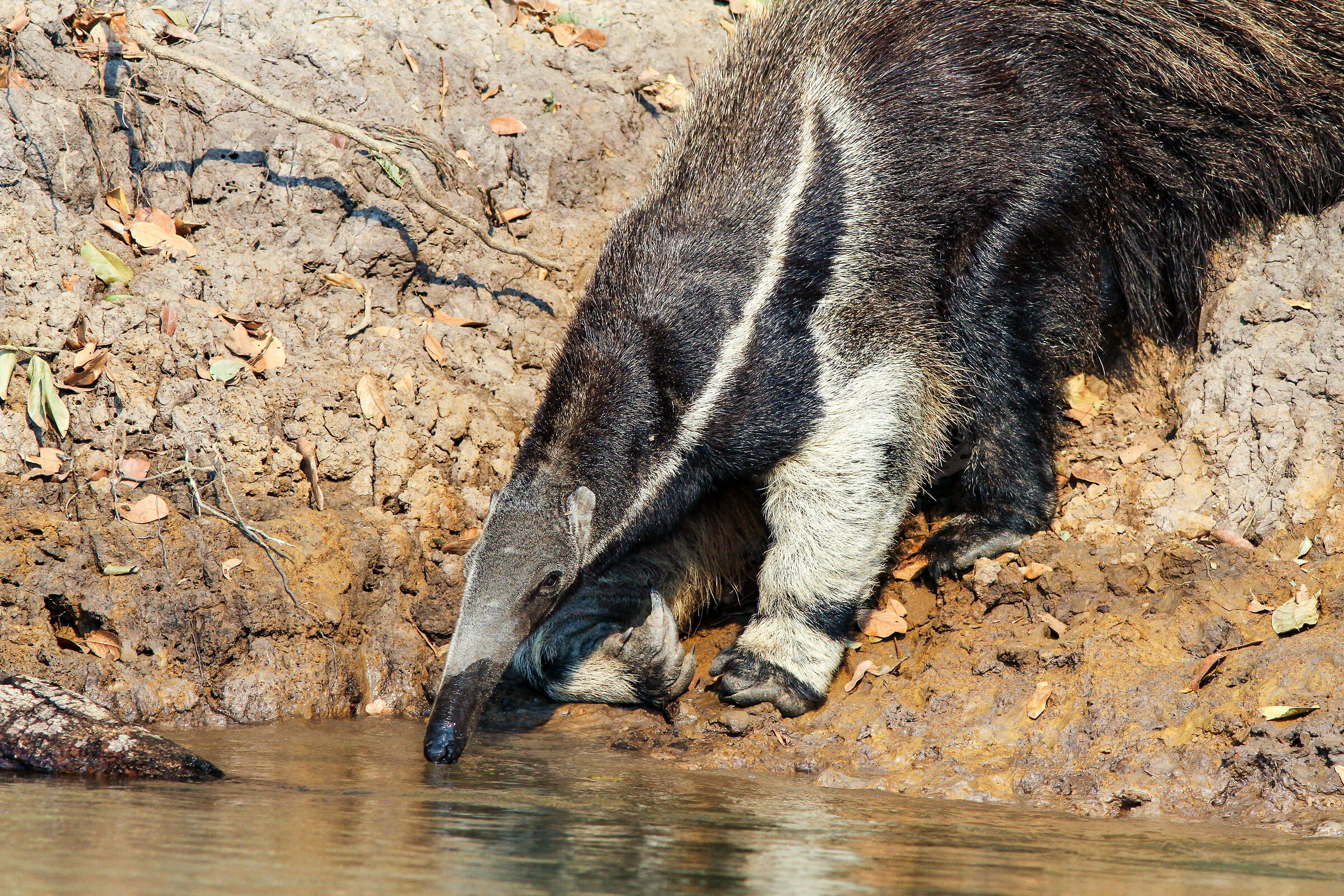Thirsty anteater