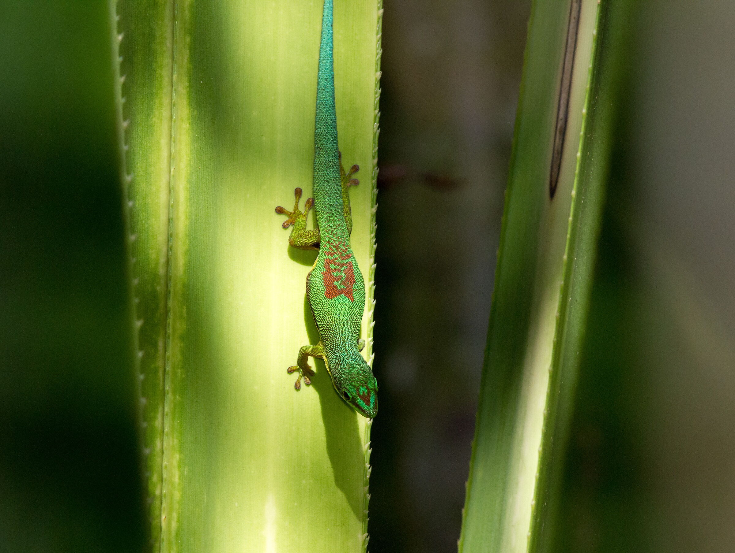 Gecko