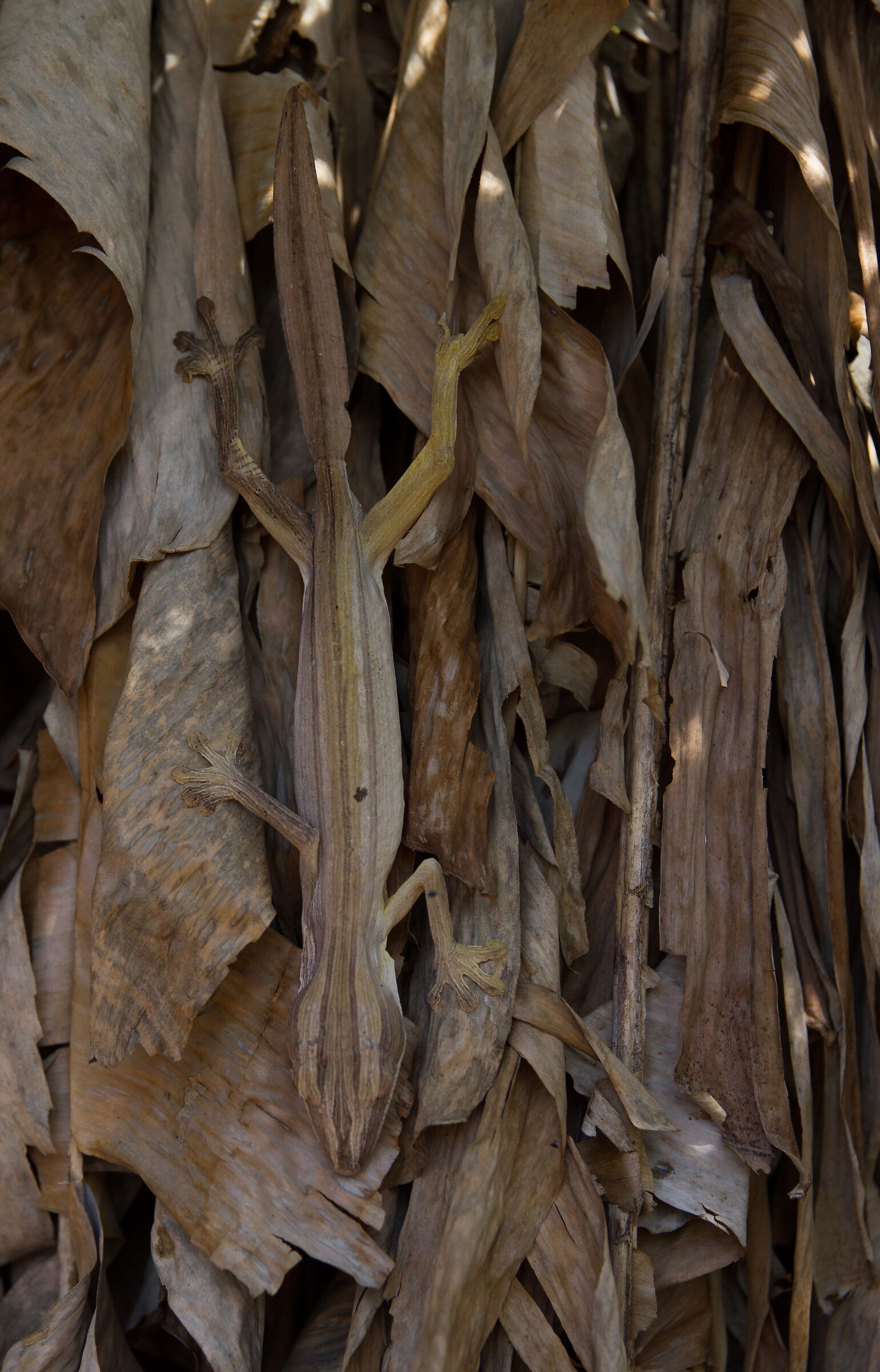 Do you see me?
