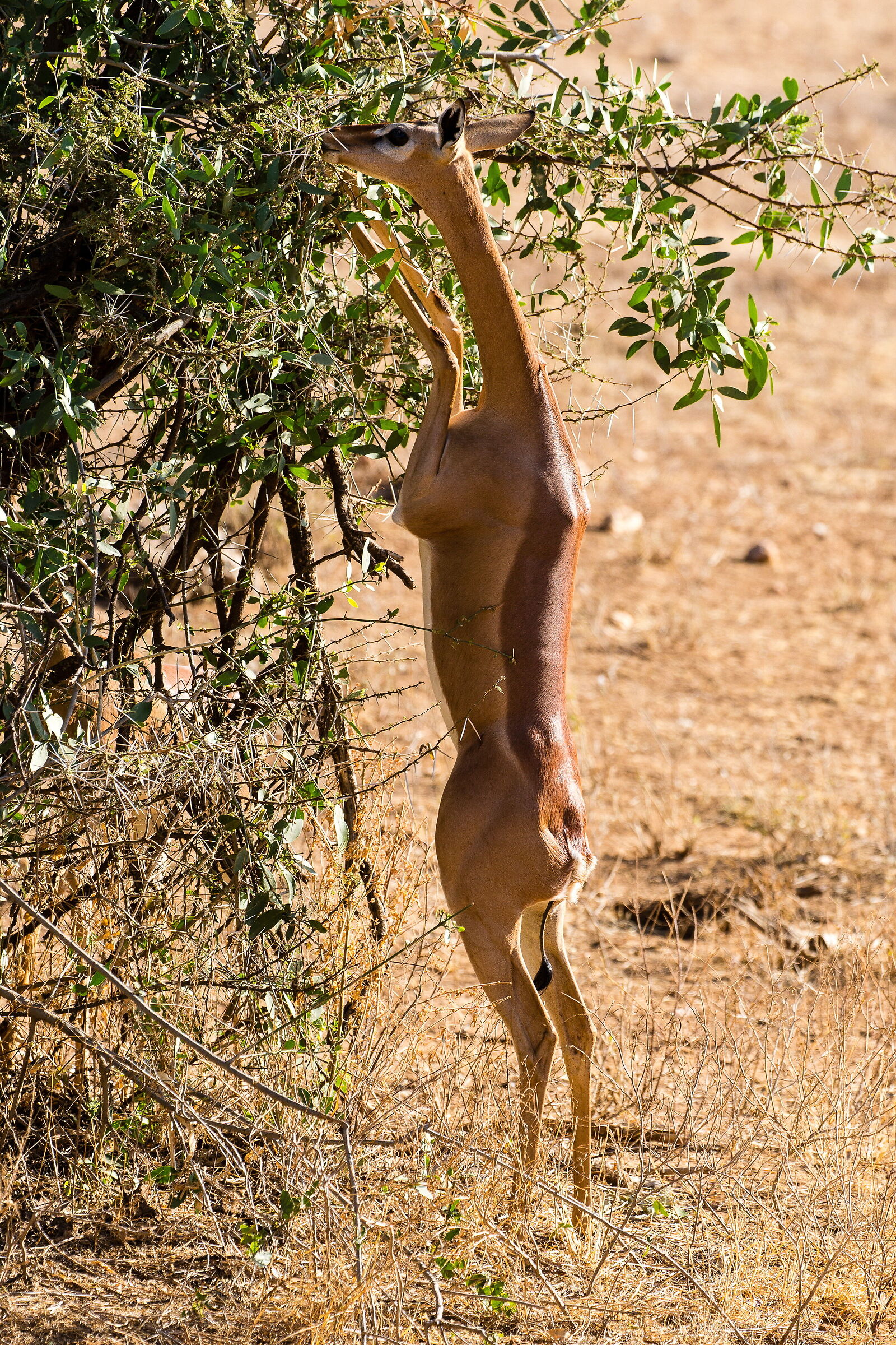 Gerenuk