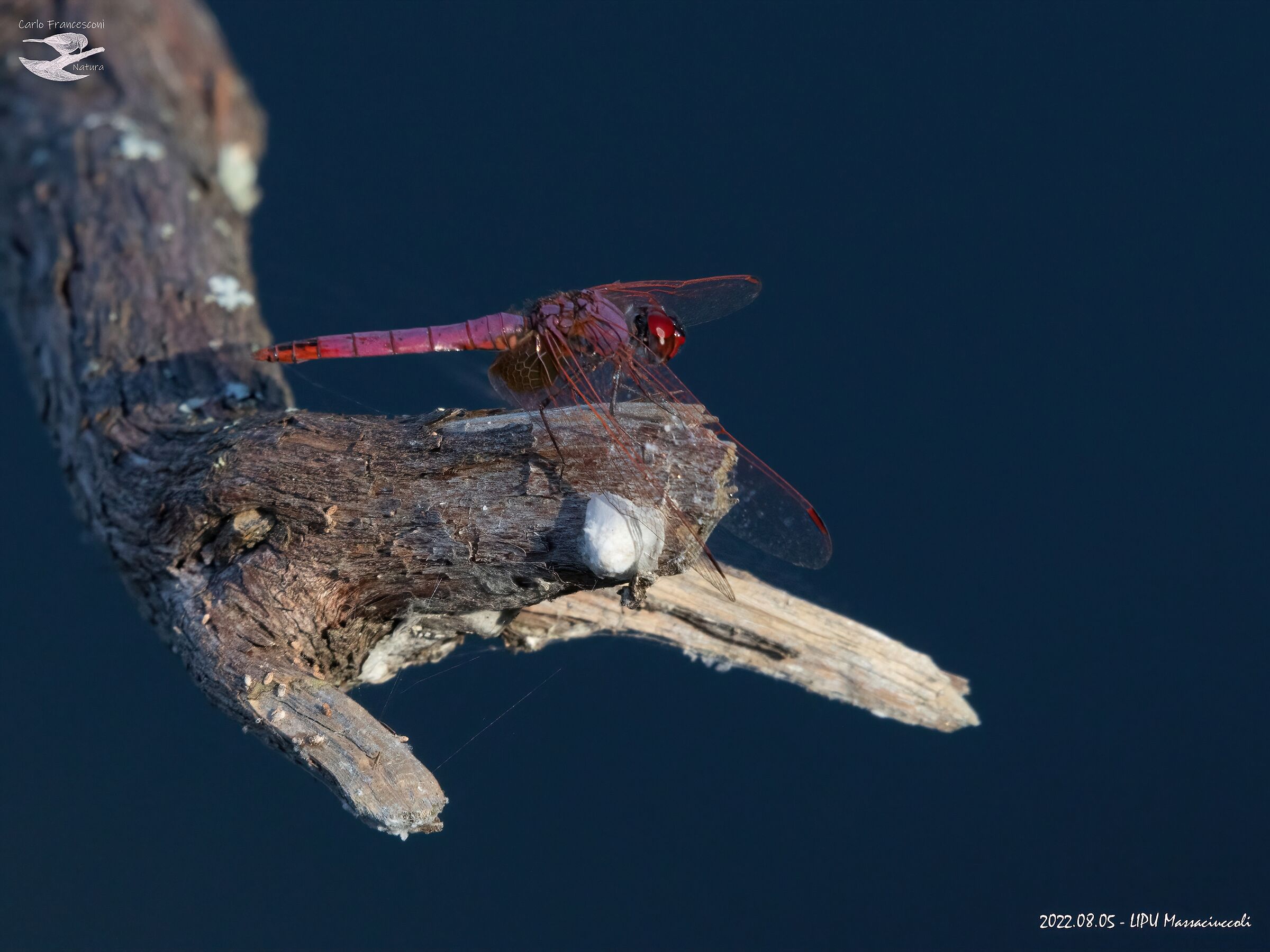 Libellula at LIPU Massaciuccoli