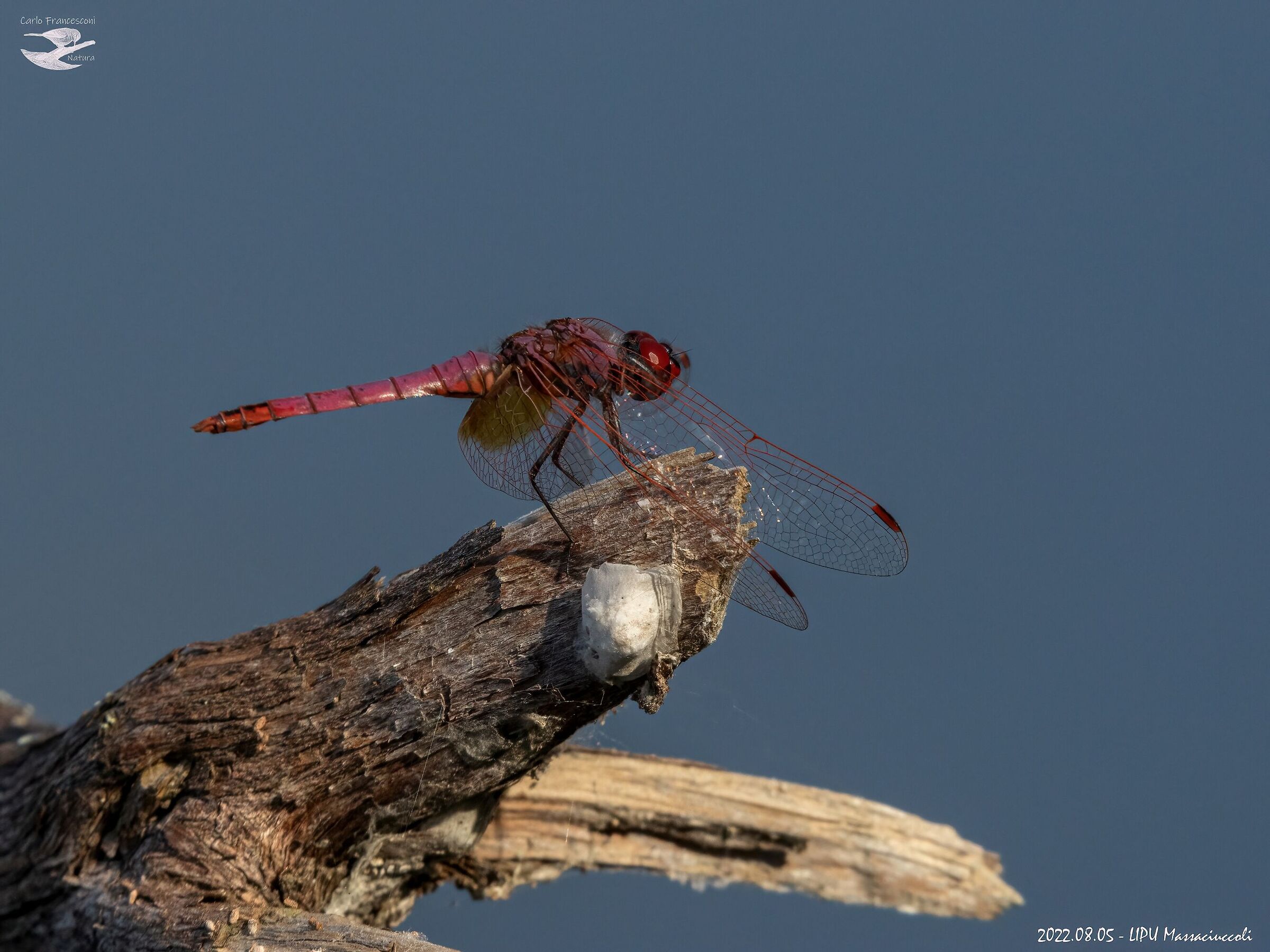 Libellula at LIPU Massaciuccoli