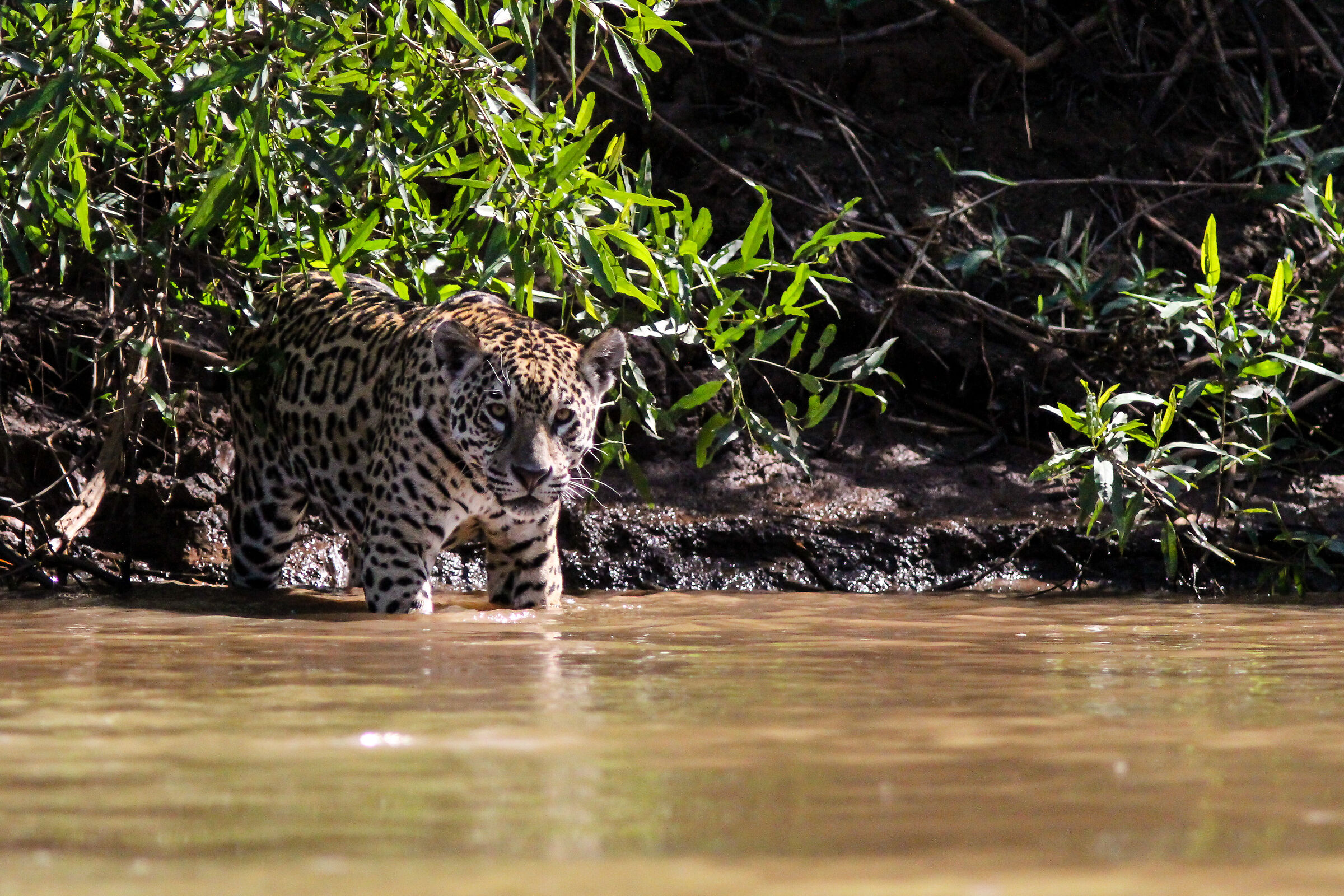 Jaguar