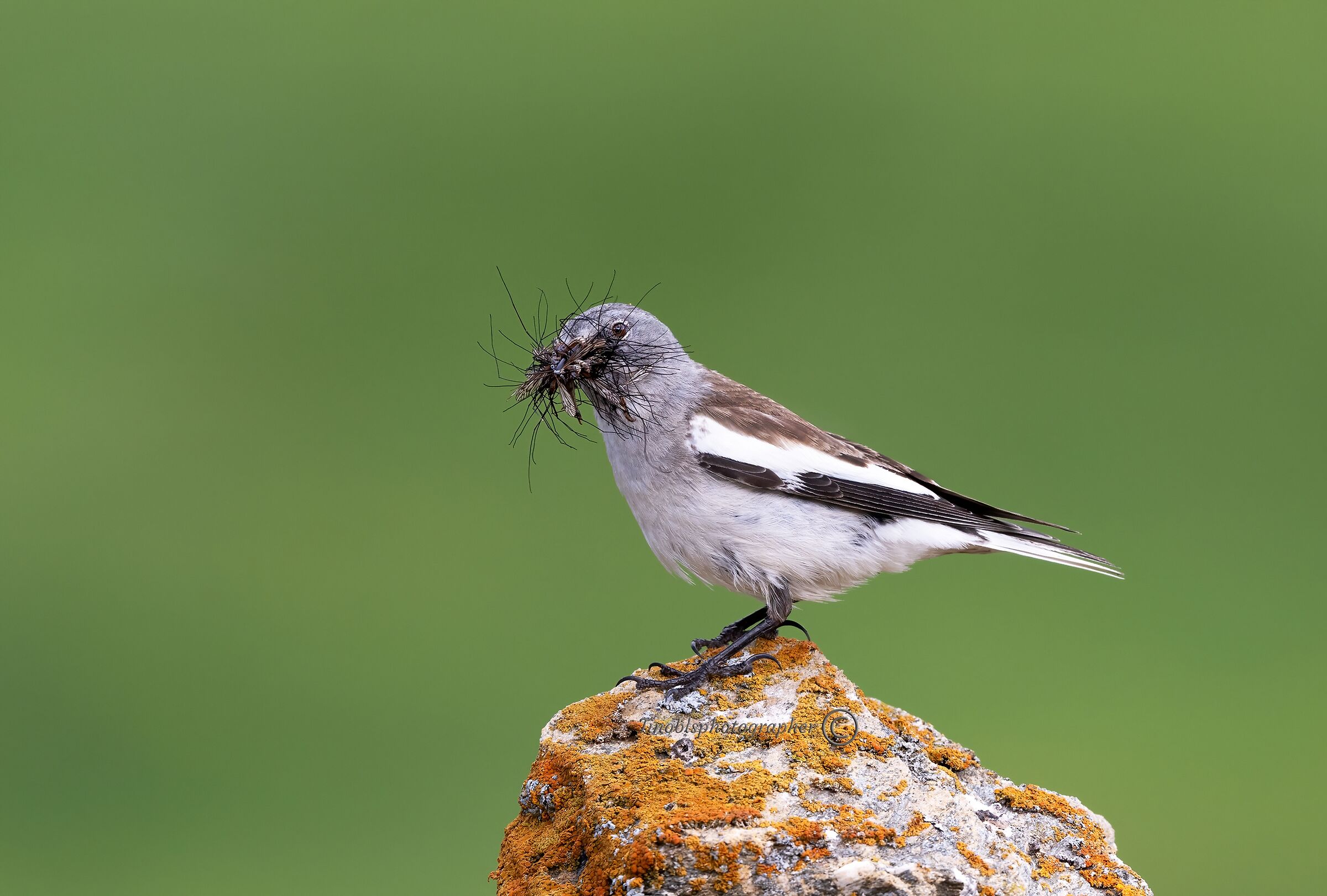 Alpine chaffinch (Montifringilla nivalis)