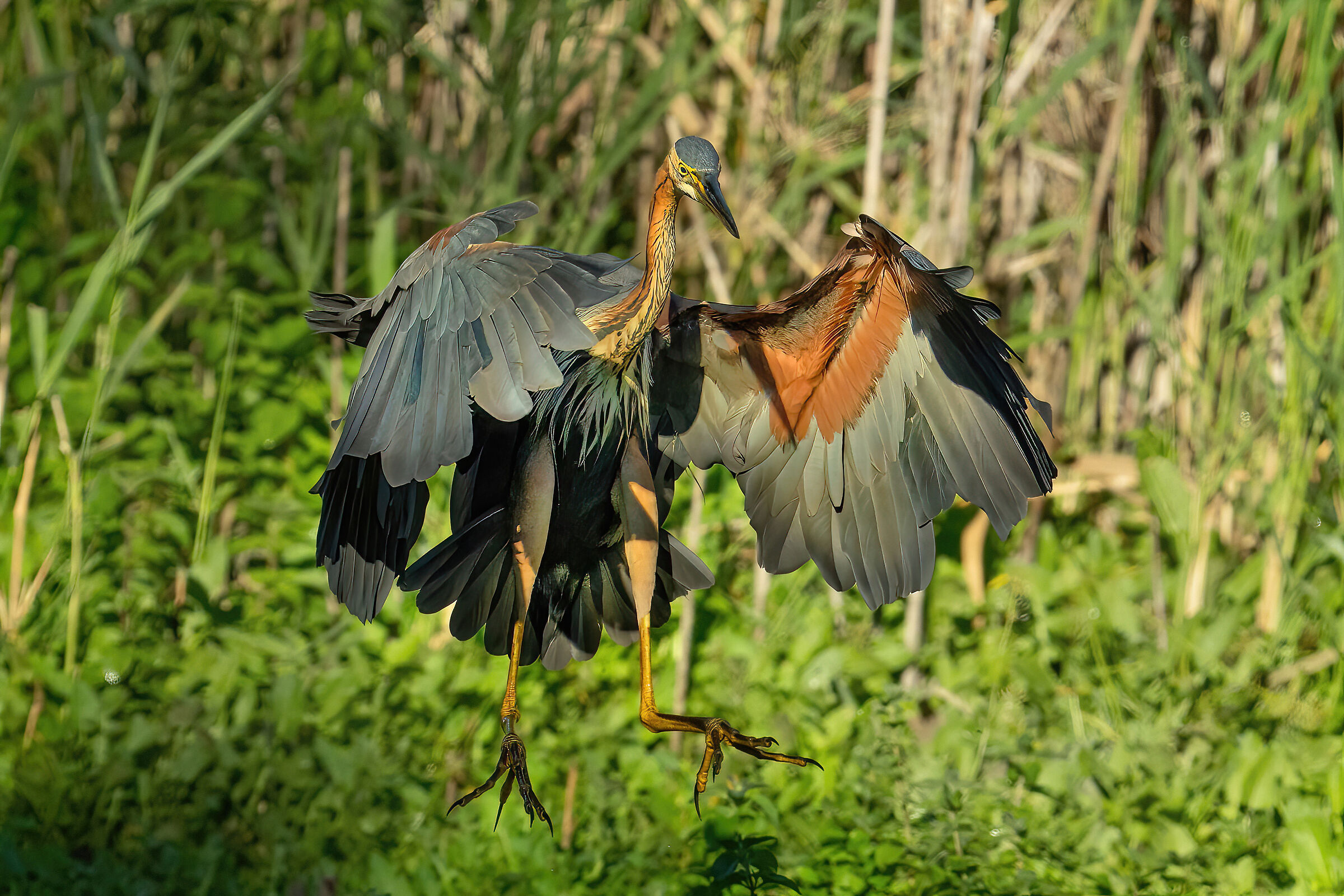 Red heron (Ardea purpurea)